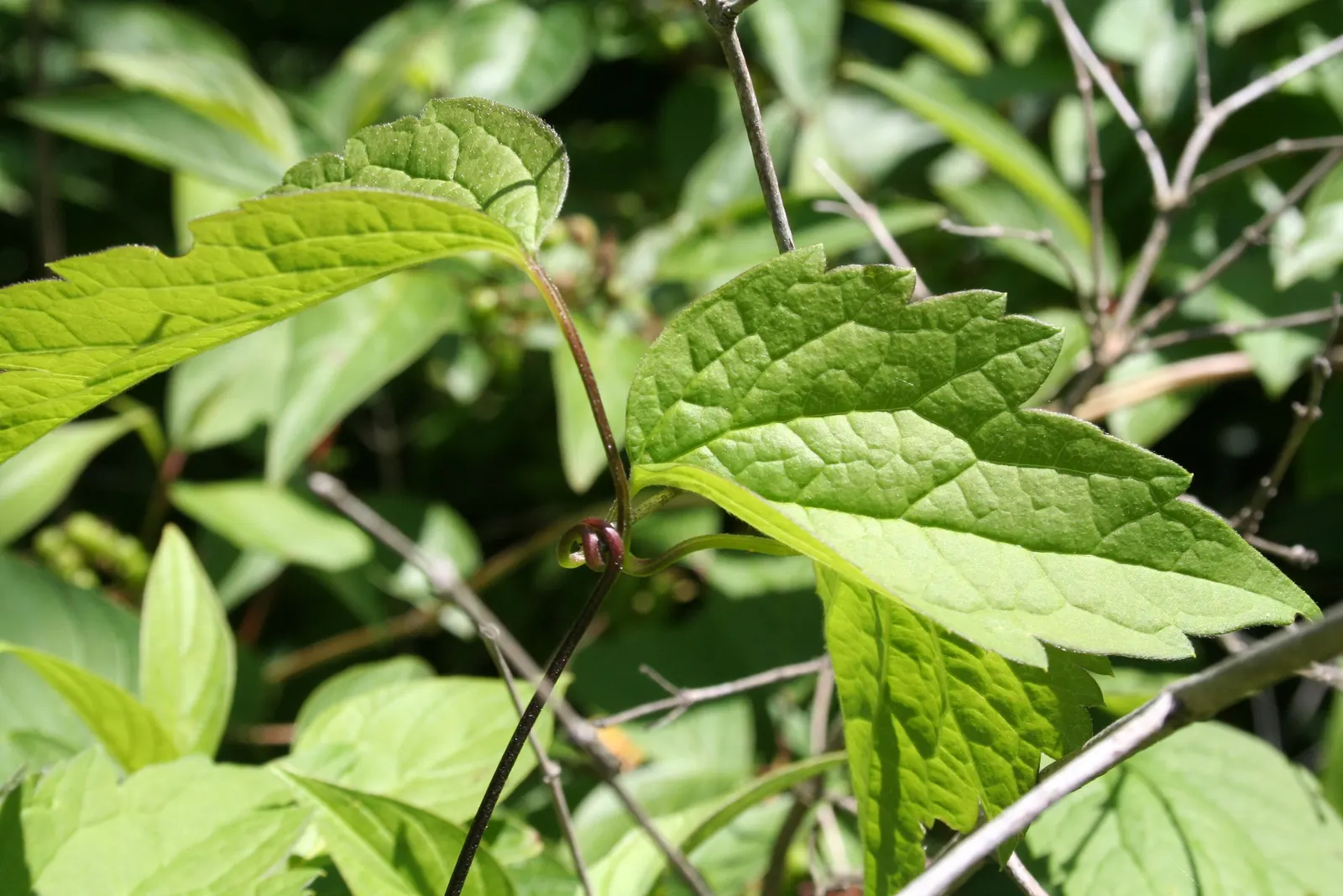 Evergreen Clematis (Clematis Virginiana) — Fragrant, star-shaped white blossoms emerge in spring, providing a stark contrast to its foliage; is a, image 48