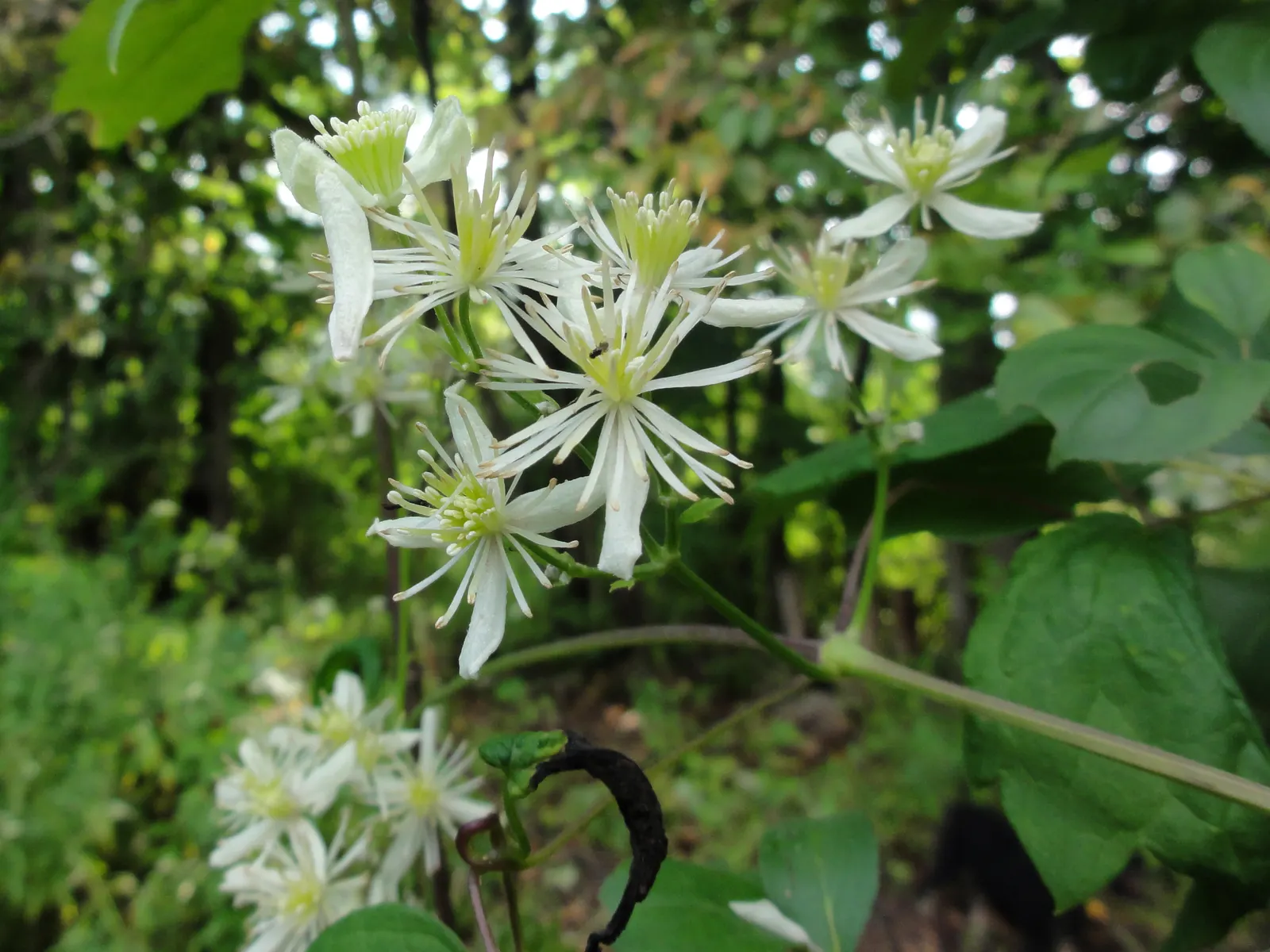 Evergreen Clematis (Clematis Virginiana) — Thrives in well-drained soil, partial shade to full sun, hardy up to USDA zone 7; mainly to maintain, image 50