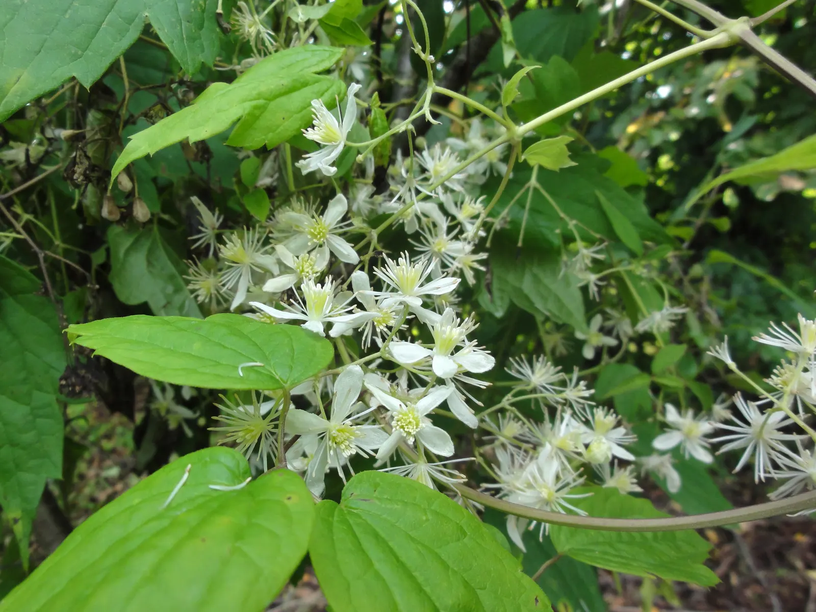 Evergreen Clematis (Clematis Virginiana) — Mature plants can reach 20-30 feet in length and 3-4 feet in width, ideal for trellises or walls; it's, image 49