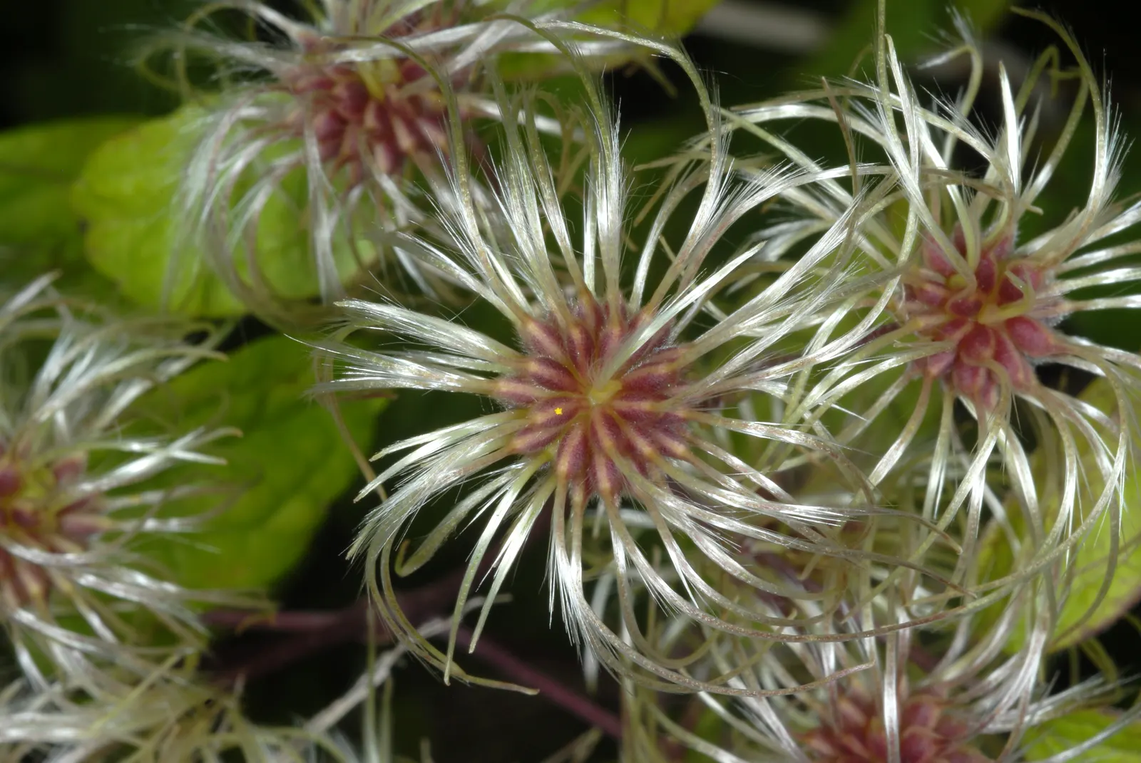 Evergreen Clematis (Clematis Virginiana) — the Evergreen Clematis boasts a robust climbing habit