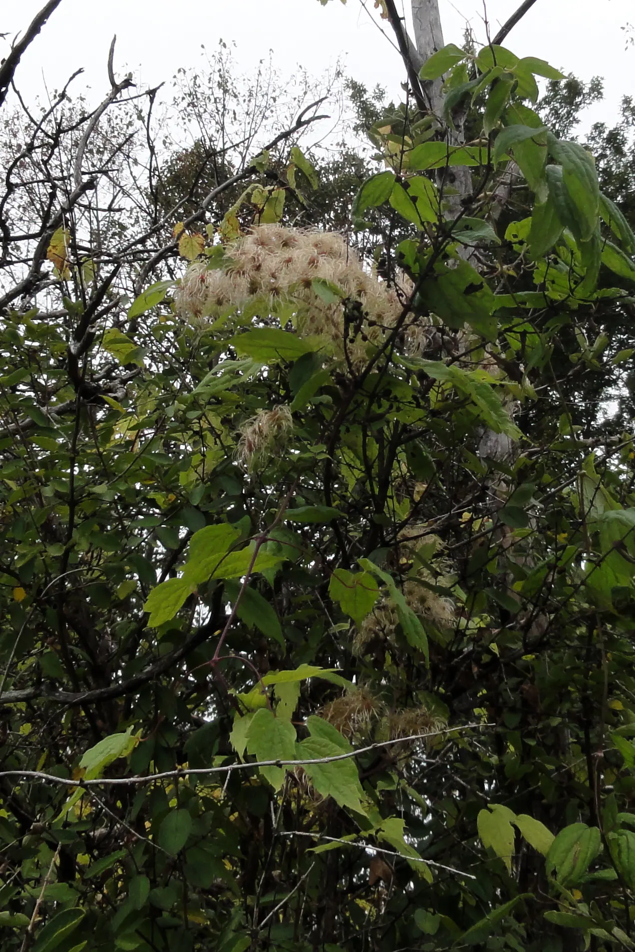 Evergreen Clematis (Clematis Virginiana) — Mature plants can reach 20-30 feet in length and 3-4 feet in width, ideal for trellises or walls; it's an excellent
