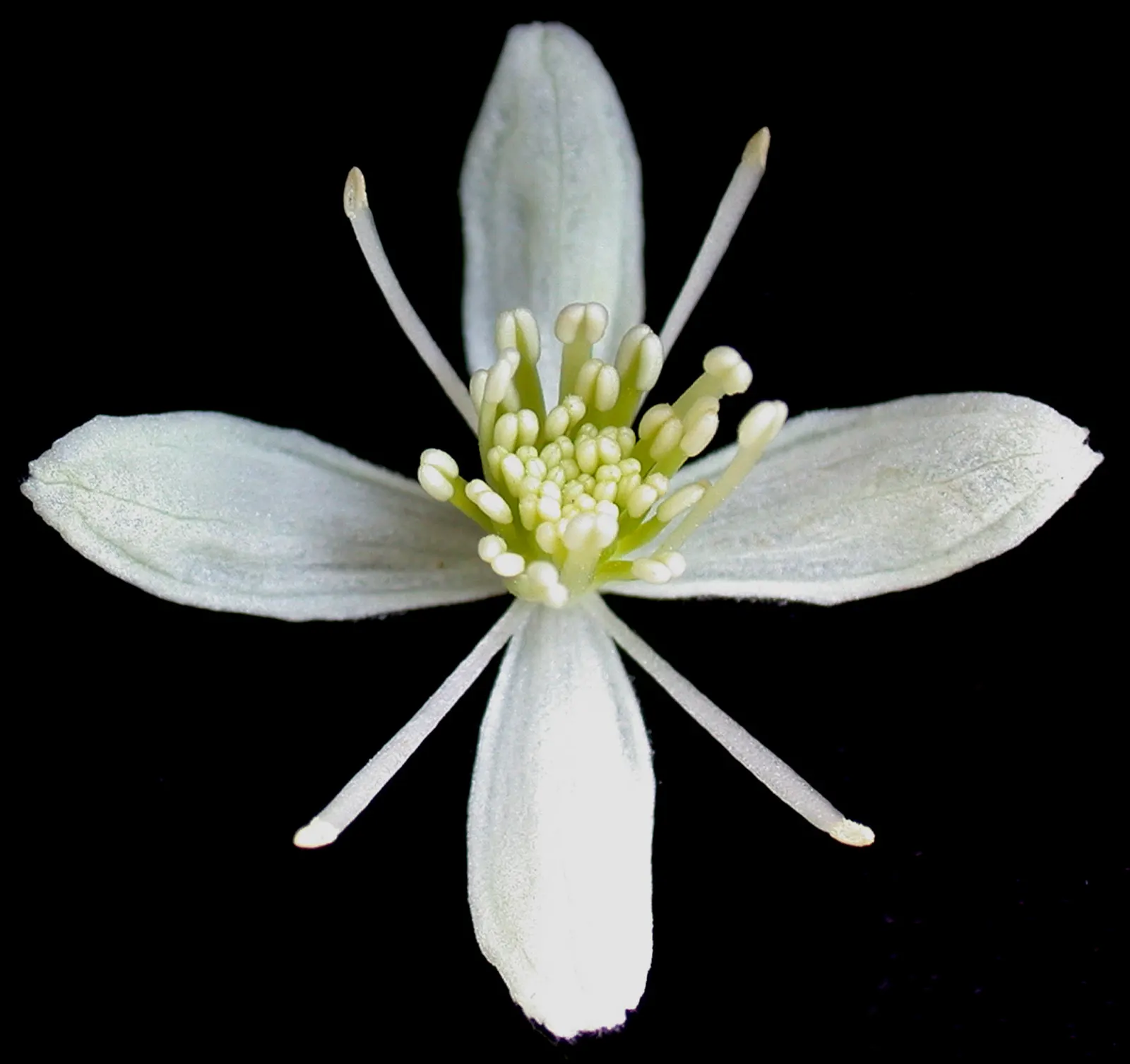 Evergreen Clematis (Clematis Virginiana) — vine for full or half