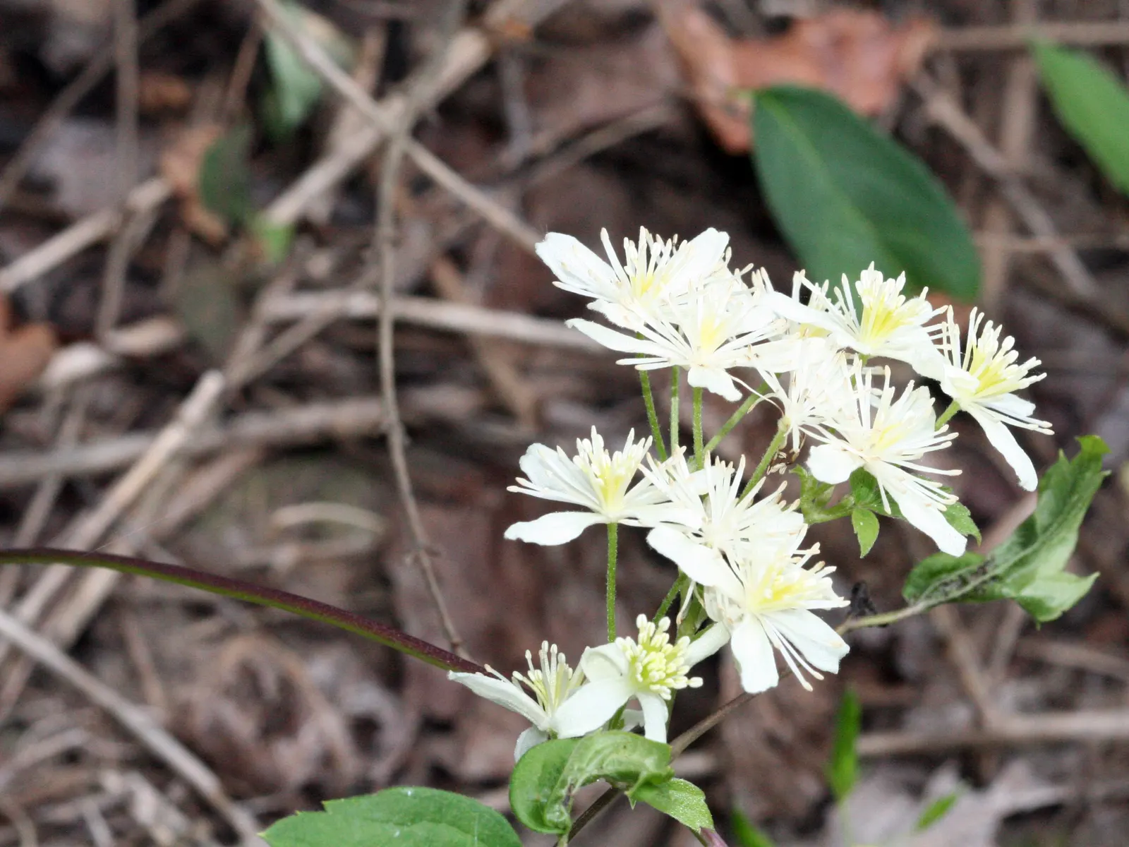 Evergreen Clematis (Clematis Virginiana) — the Evergreen Clematis boasts a robust climbing habit; each measuring about 1 to 1.5 inches across