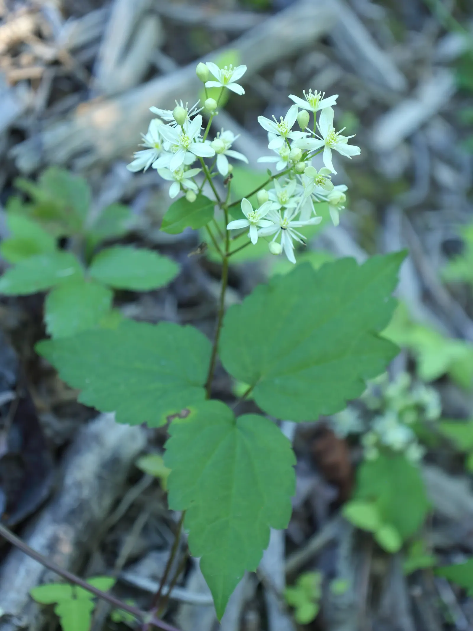 Evergreen Clematis (Clematis Virginiana) — vine with white blooms