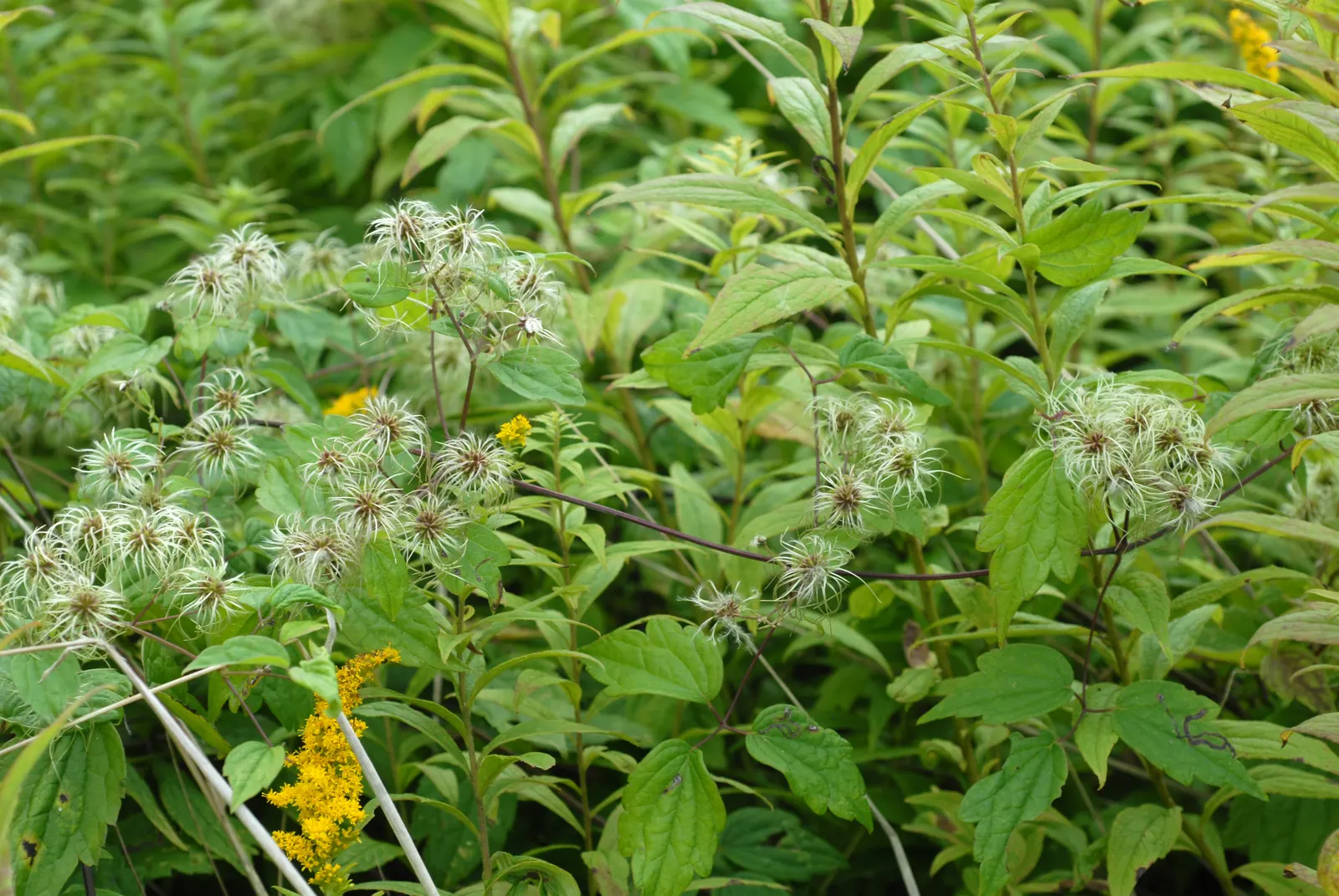 Evergreen Clematis (Clematis Virginiana) — Evergreen Clematis (Clematis armandii)