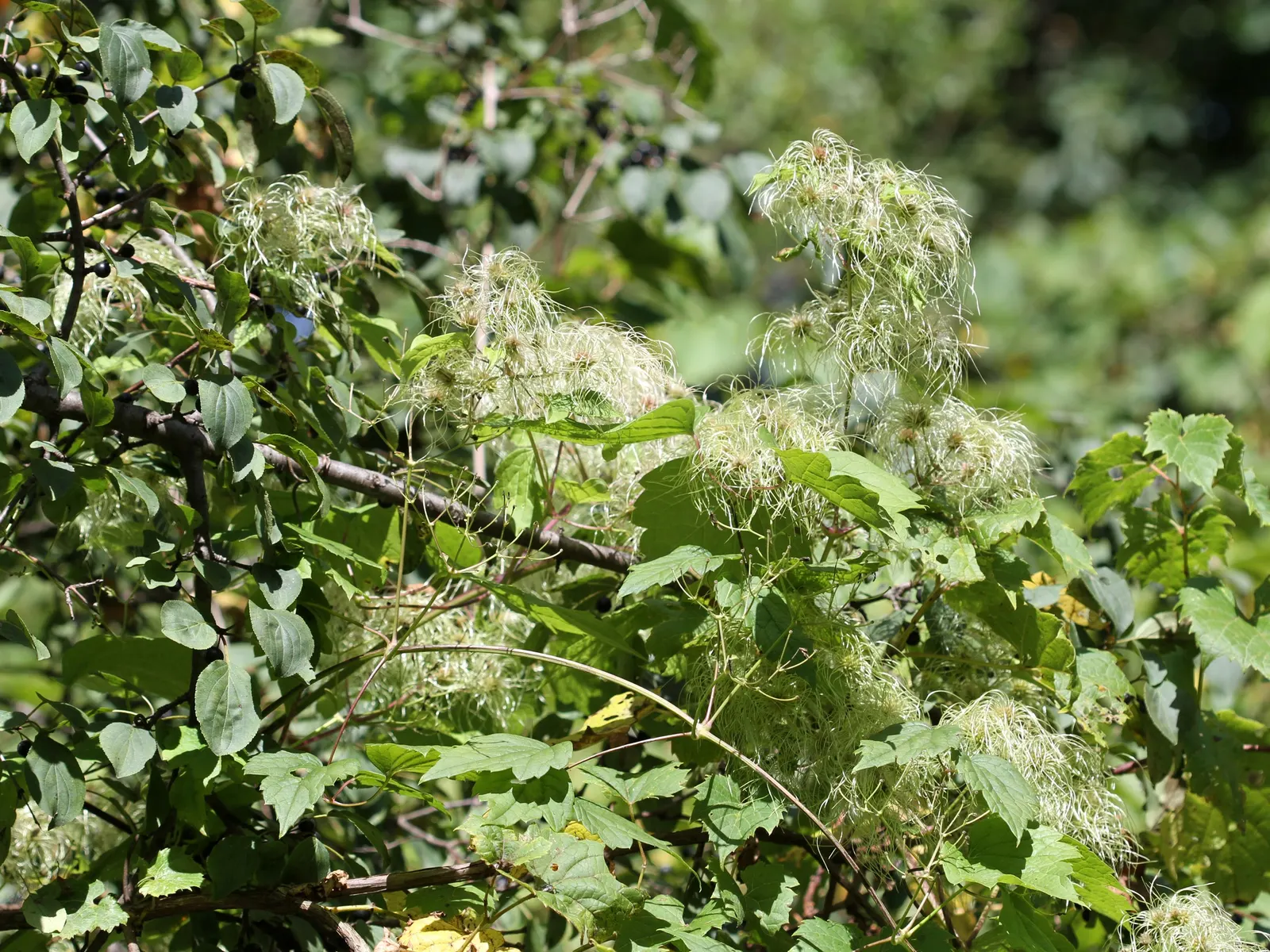 Evergreen Clematis (Clematis Virginiana) — mainly to maintain desired shape or control size; thrives in well-drained soil, partial shade to full sun, hardy up