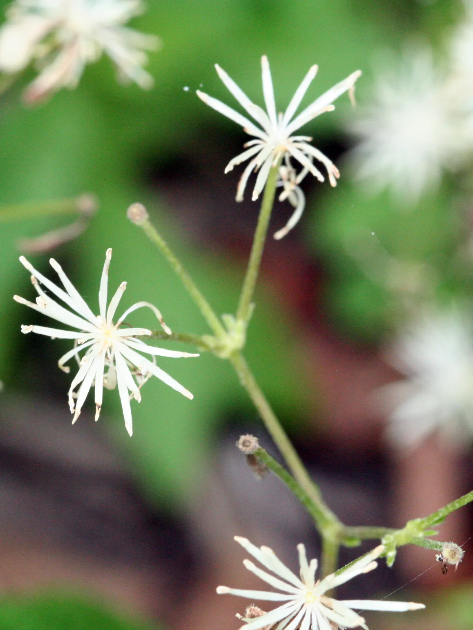 Evergreen Clematis (Clematis Virginiana) — making it a valuable addition to any client's garden; white flowers in the garden