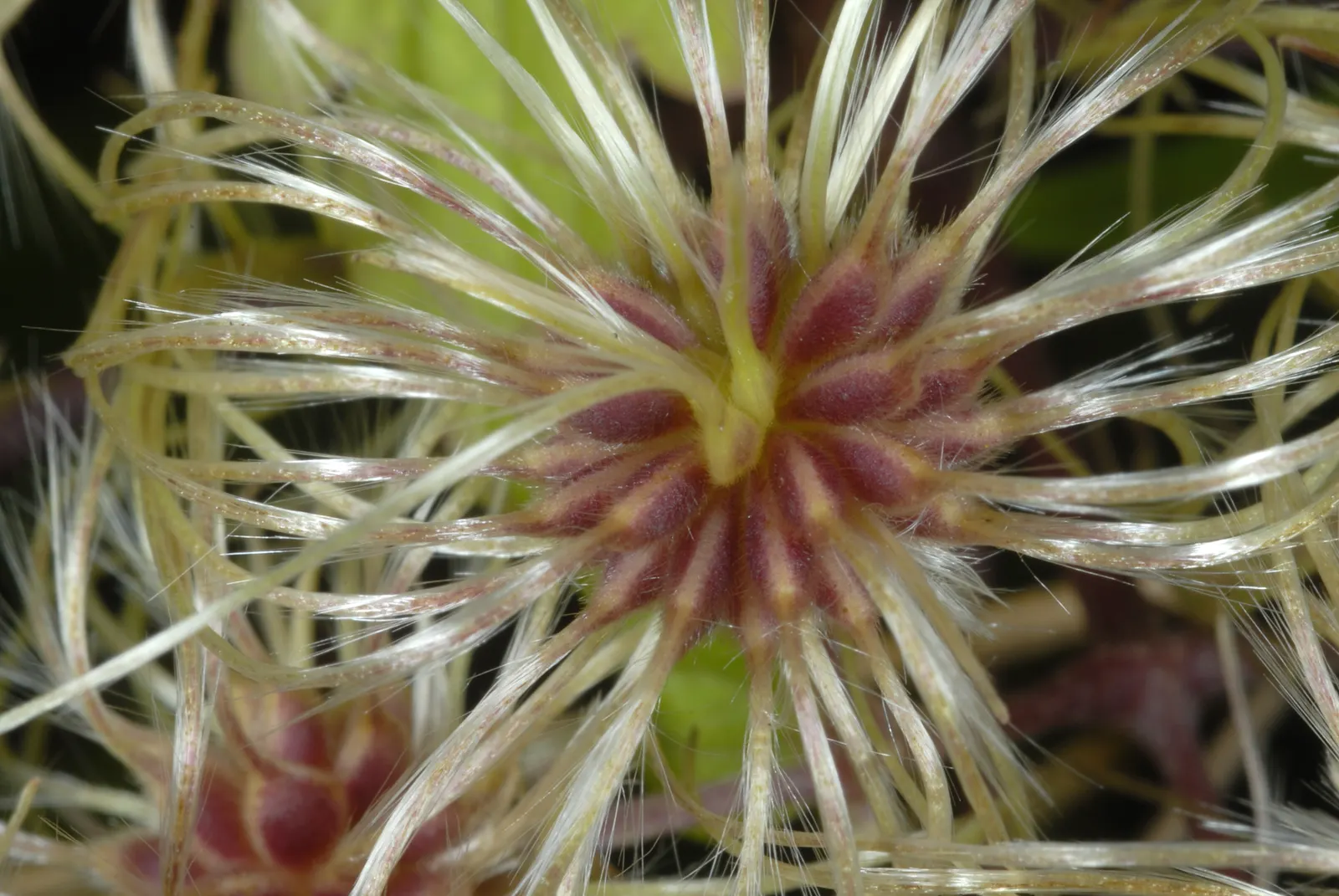 Evergreen Clematis (Clematis Virginiana) — is a vigorous climbing vine that adds year-round interest to any landscape