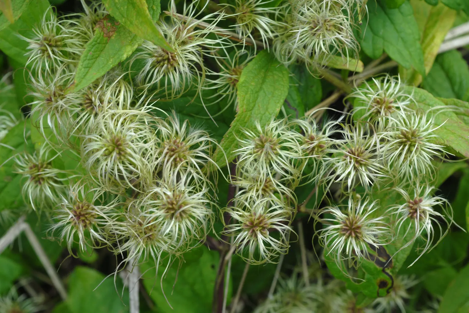 Evergreen Clematis (Clematis Virginiana) — vine with white blooms; the Evergreen Clematis boasts a robust climbing habit