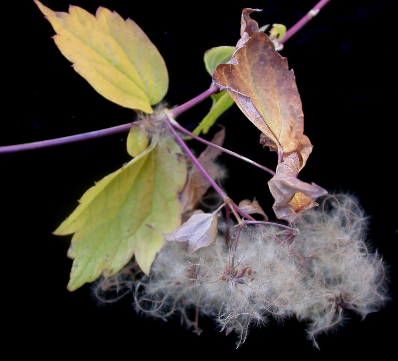 Evergreen Clematis (Clematis Virginiana) — mainly to maintain desired shape or control size