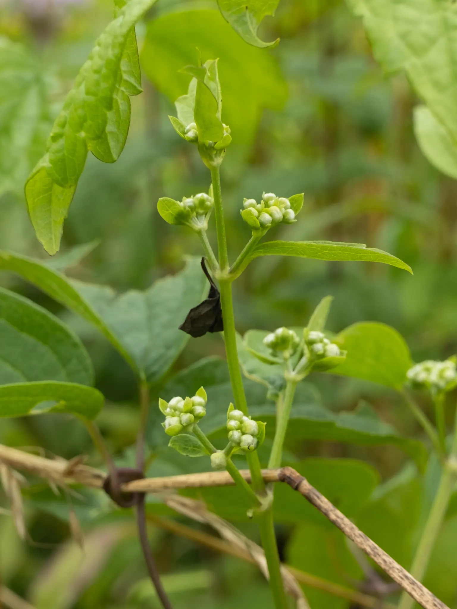 Evergreen Clematis (Clematis Virginiana) — not to be confused with Clematis virginiana which is deciduous; providing dense foliage and visual