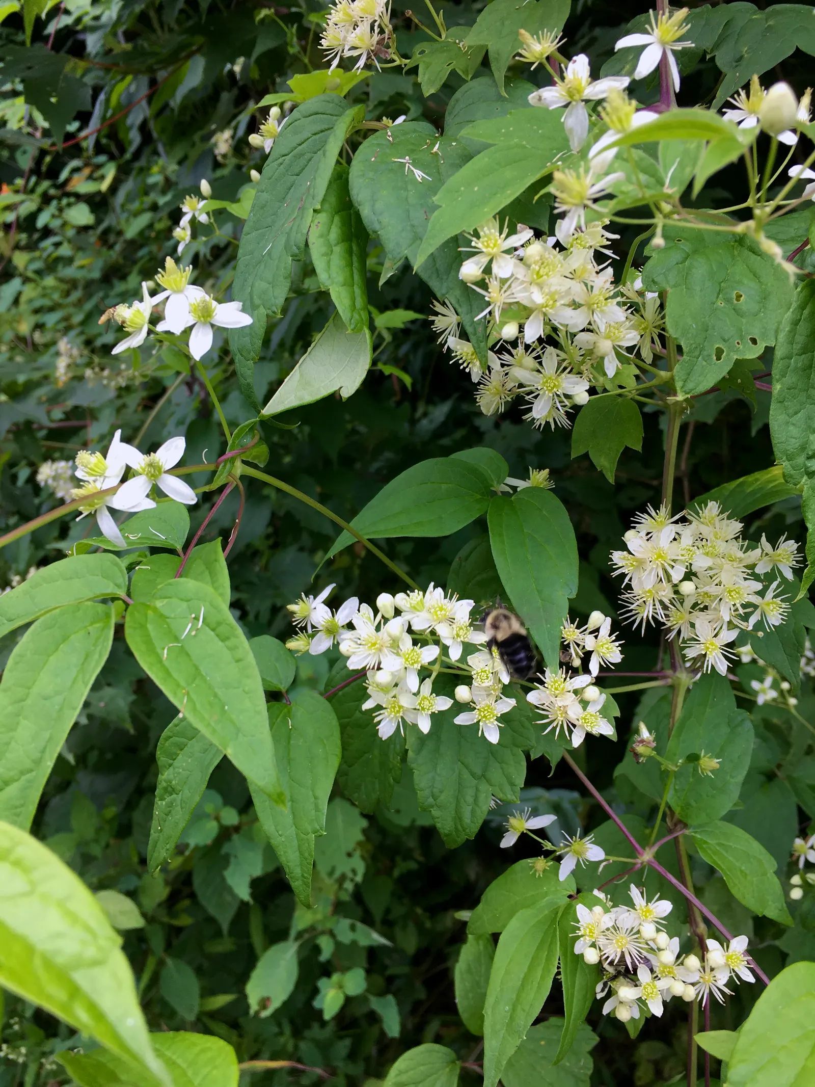 Evergreen Clematis (Clematis Virginiana) — Thrives in well-drained soil, partial shade to full sun, hardy up to USDA zone 7; mainly to maintain desired shape