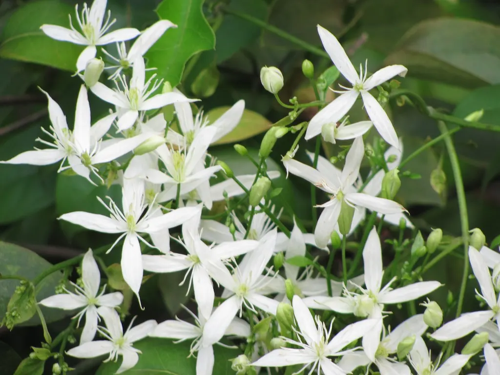 Evergreen Clematis (Clematis Virginiana) — Mature plants can reach 20-30 feet in length and 3-4 feet in width, ideal for trellises or walls