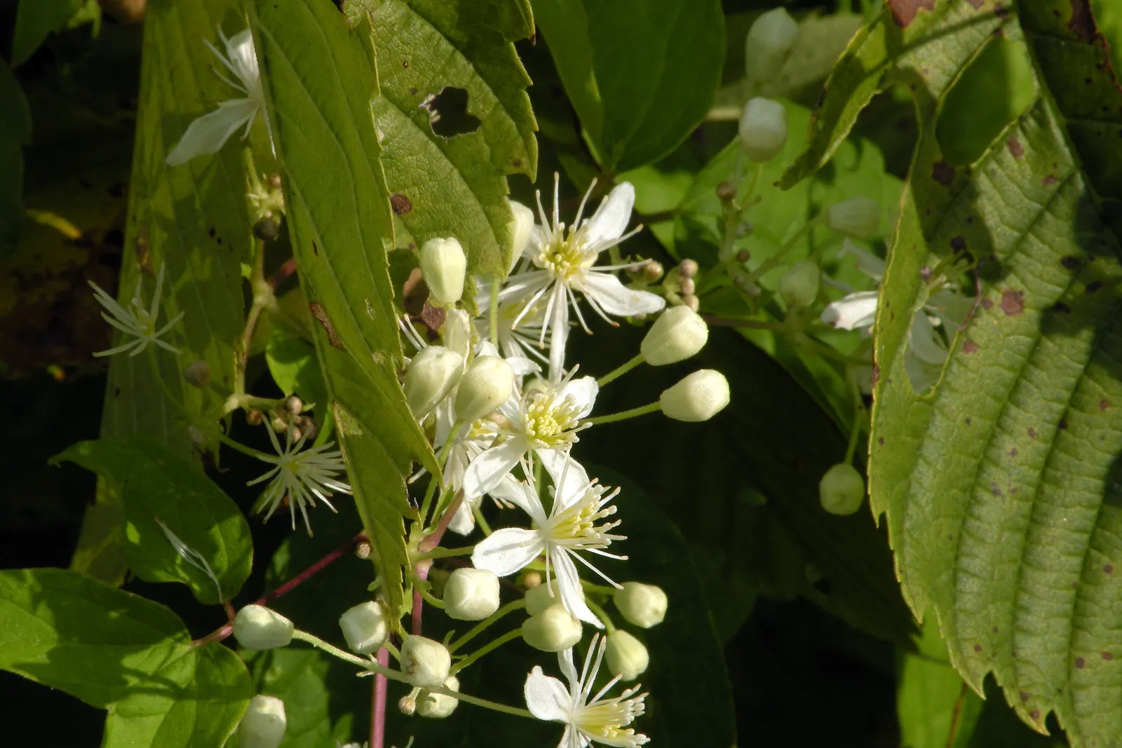 Evergreen Clematis (Clematis Virginiana) — is a vigorous climber with leathery; regular watering during the initial growing season helps establish a deep