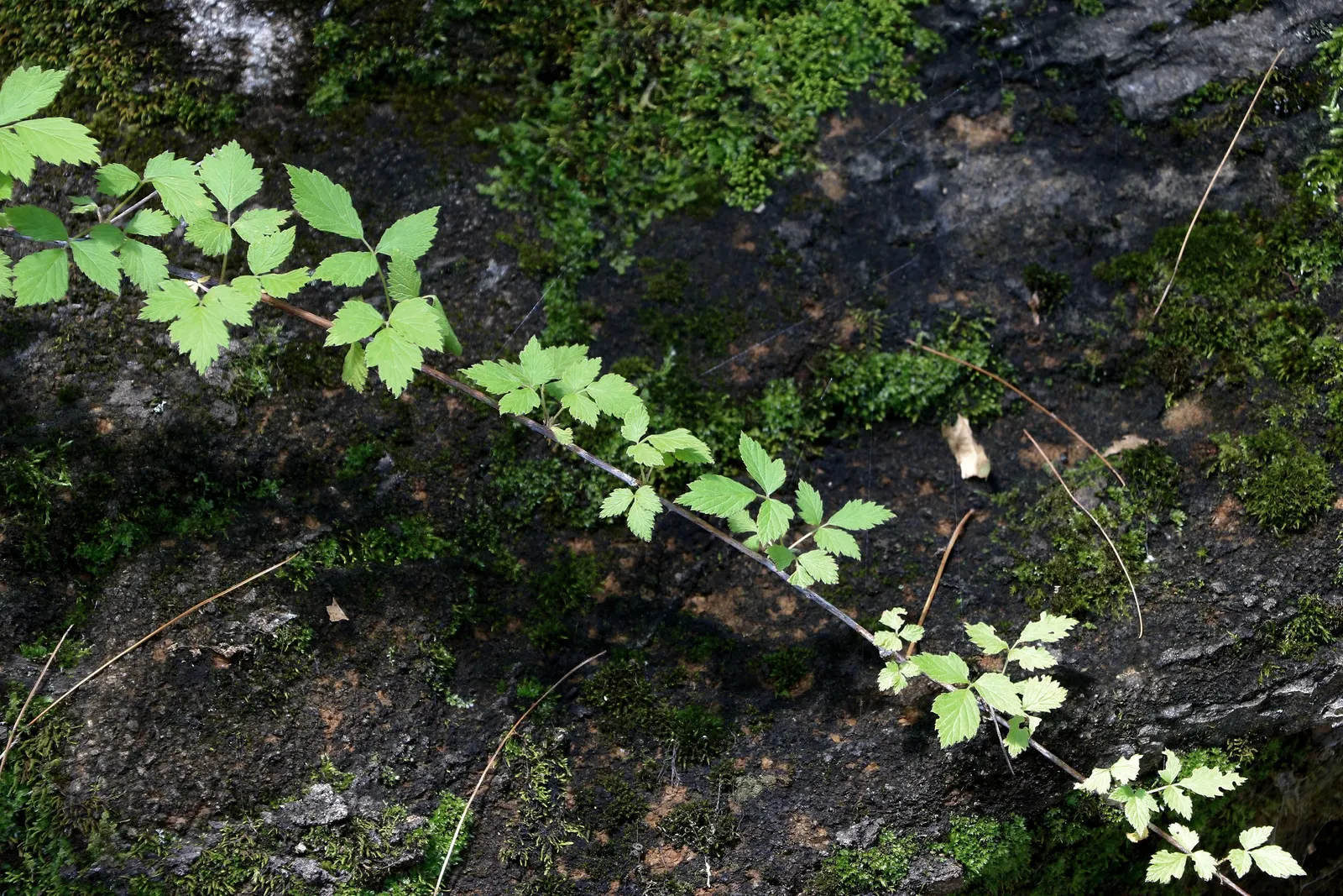Evergreen Clematis (Clematis Virginiana) — Evergreen Clematis (Clematis virginiana)