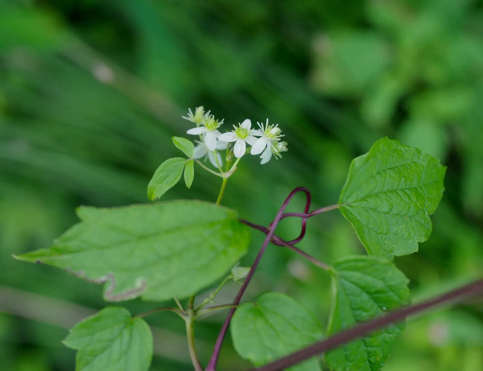 Evergreen Clematis (Clematis Virginiana) — Fragrant, star-shaped white blossoms emerge in spring, providing a stark contrast to its foliage