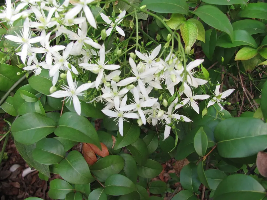 Evergreen Clematis (Clematis Virginiana) — providing dense foliage and visual privacy.<br><br>Growing to a length of 12 to 20 feet