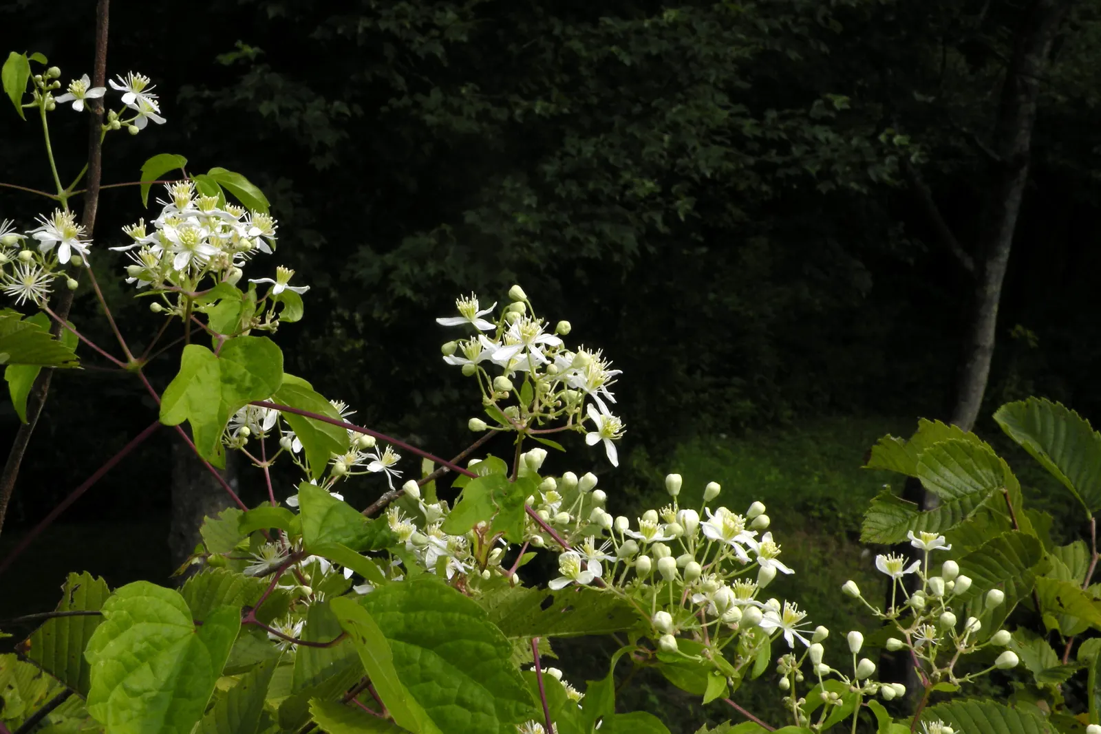 Evergreen Clematis (Clematis Virginiana) — Fragrant, star-shaped white blossoms emerge in spring, providing a stark contrast to its foliage; is a vigorous