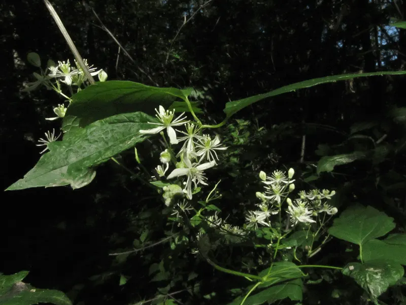 Evergreen Clematis (Clematis Virginiana) — Evergreen Clematis (Clematis virginiana); not to be confused with Clematis virginiana which is deciduous