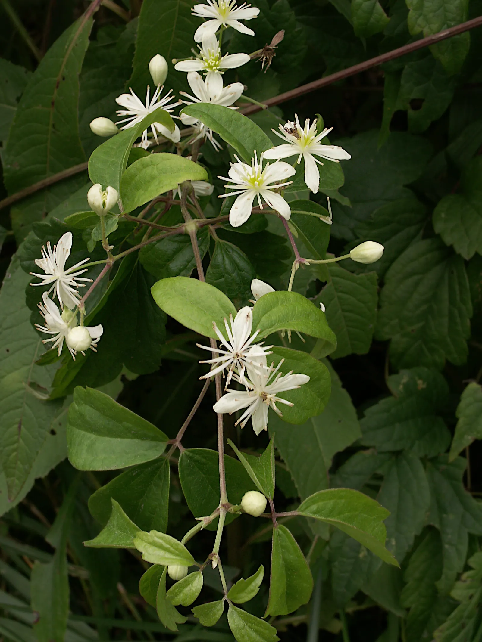 Evergreen Clematis (Clematis Virginiana) — Clematis virginiana requires minimal pruning