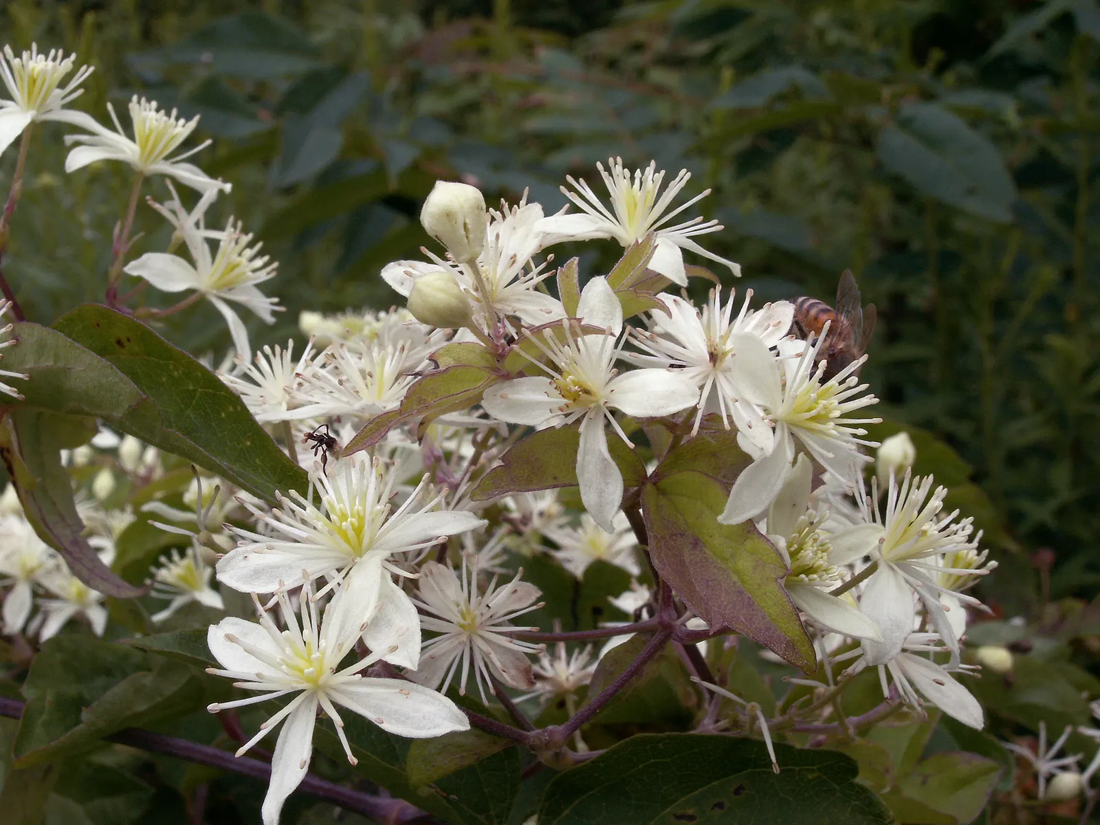 Evergreen Clematis (Clematis Virginiana) — it's an excellent choice for gardeners seeking a fast-growing plant to cover walls