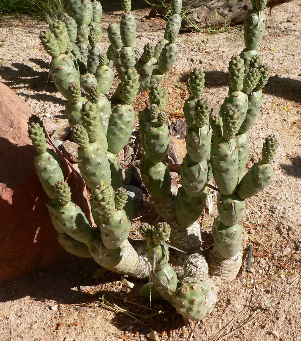 Paper Spine Cactus (Tephrocactus Articulatus) — full sun to partial shade