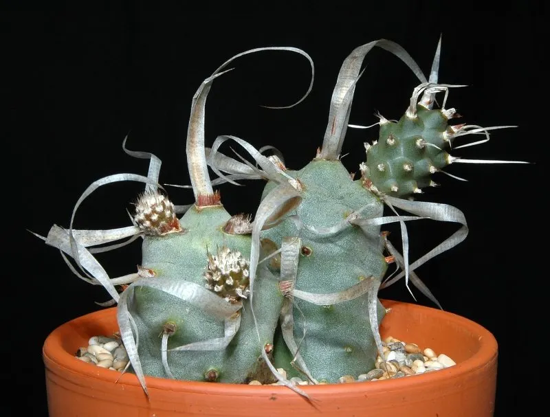Paper Spine Cactus (Tephrocactus Articulatus) — offering a blend of textural interest and adaptability
