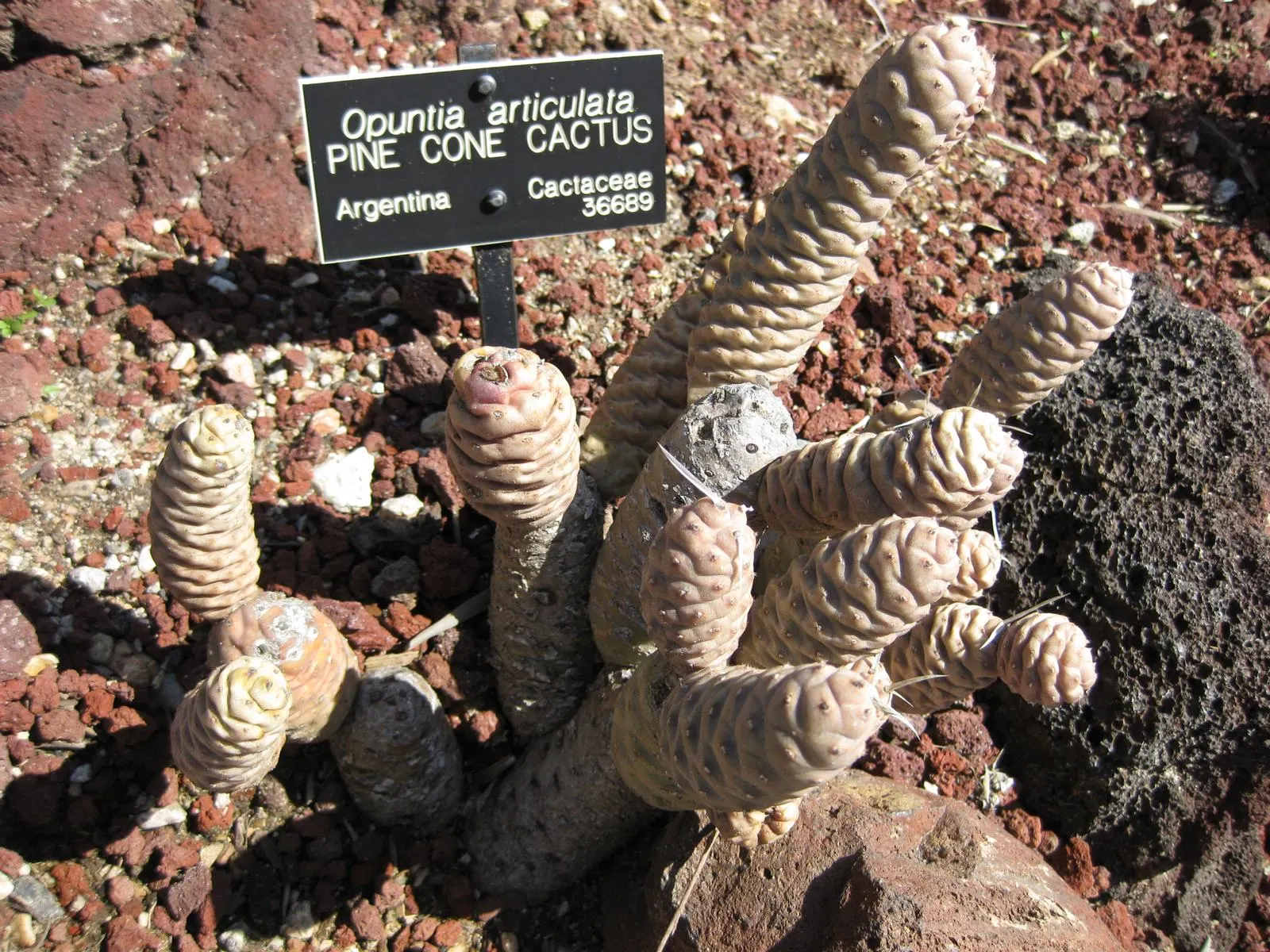 Paper Spine Cactus (Tephrocactus Articulatus) — It thrives in USDA hardiness zones 9 to 11.<br><br>During the blossom season