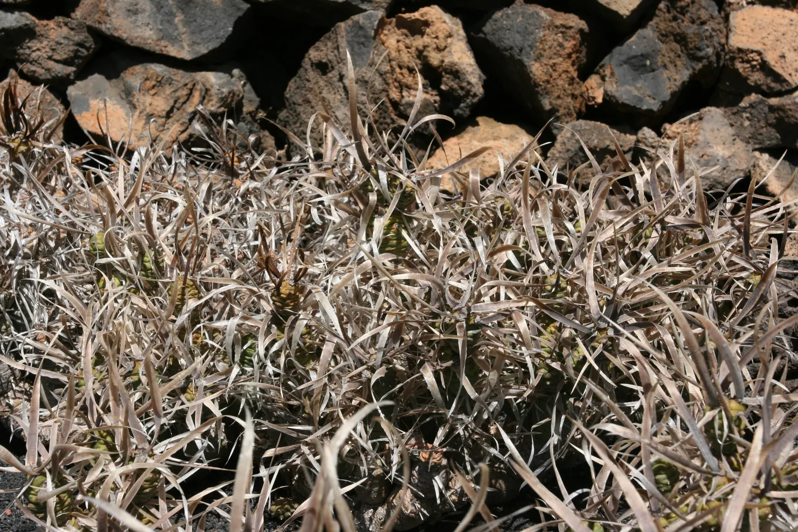 Paper Spine Cactus (Tephrocactus Articulatus) — This drought-tolerant cactus prefers well-draining soil; depending on sun exposure and water levels