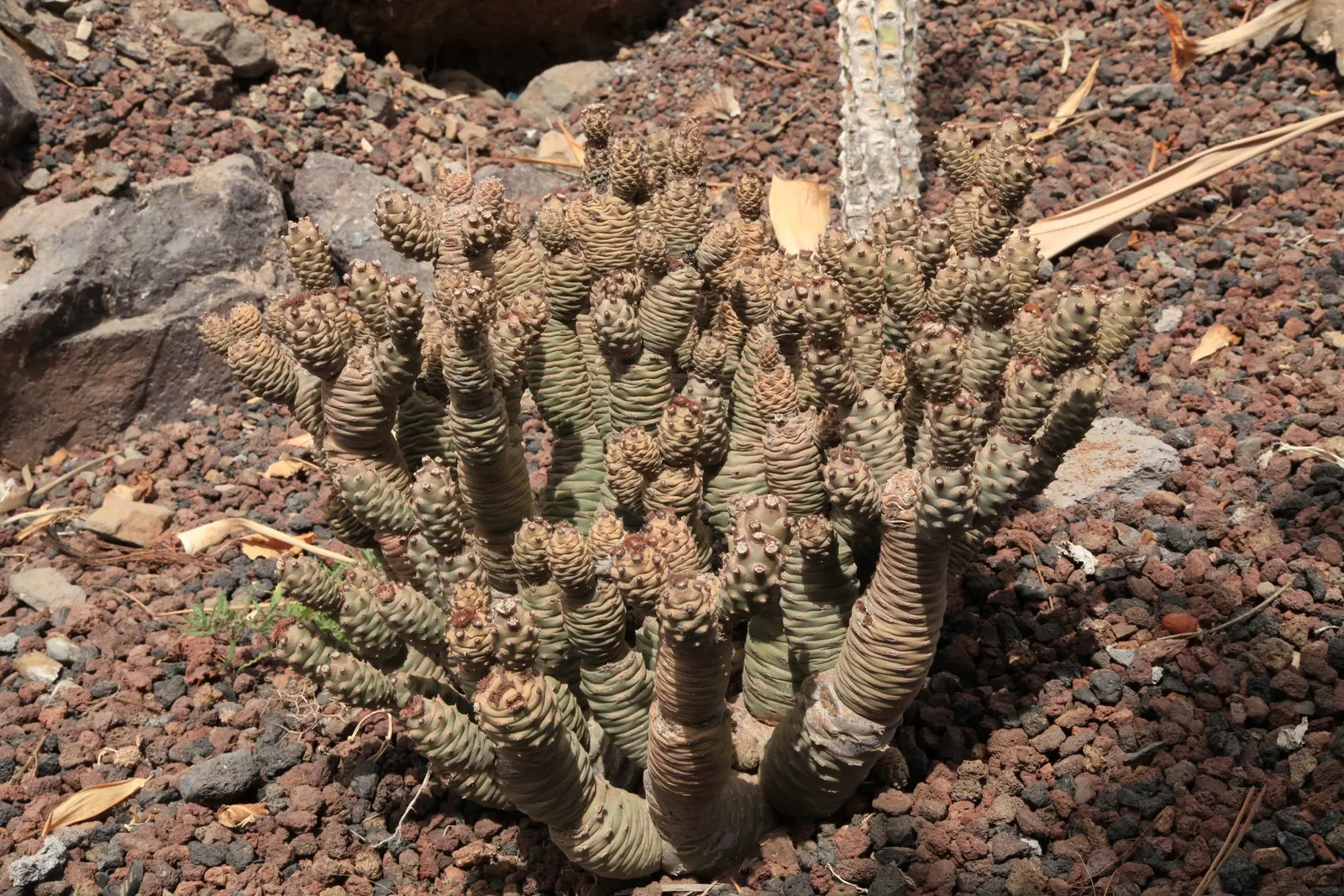 Paper Spine Cactus (Tephrocactus Articulatus) — It's an excellent choice for rock gardens or containers, adding texture and interest with minimal maintenance