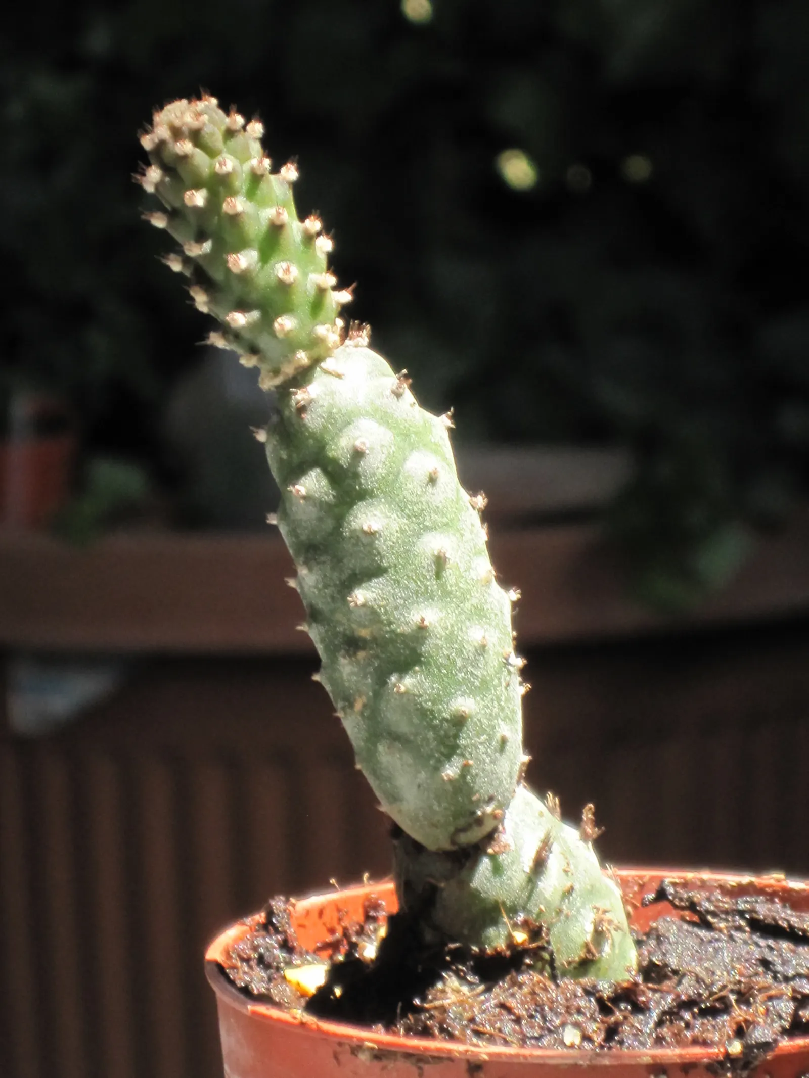Paper Spine Cactus (Tephrocactus Articulatus) — which can grow up to approximately 1 inch long; offering a blend of textural interest and adaptability