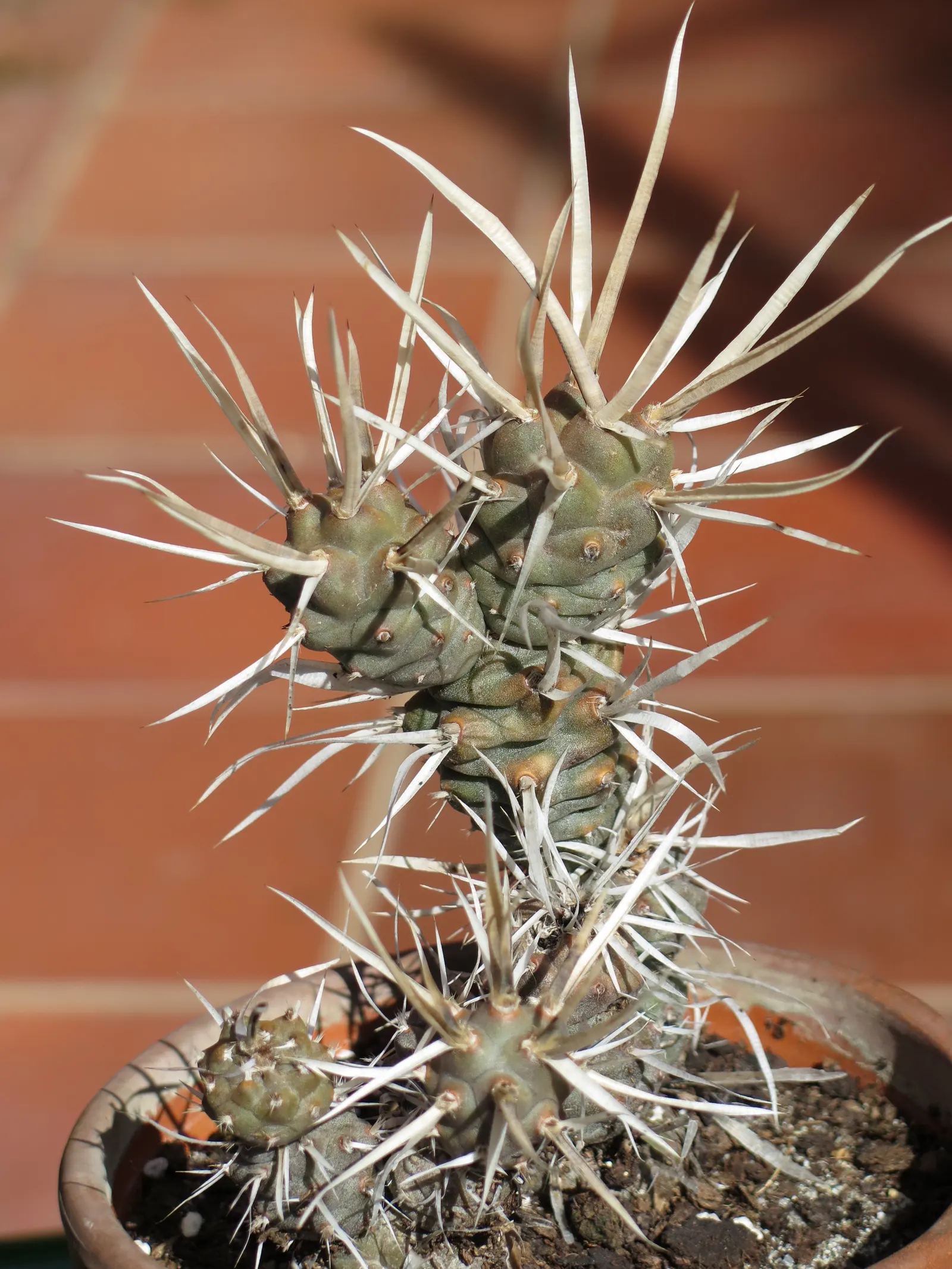 Paper Spine Cactus (Tephrocactus Articulatus) — presents a distinctive addition to any arid landscape design