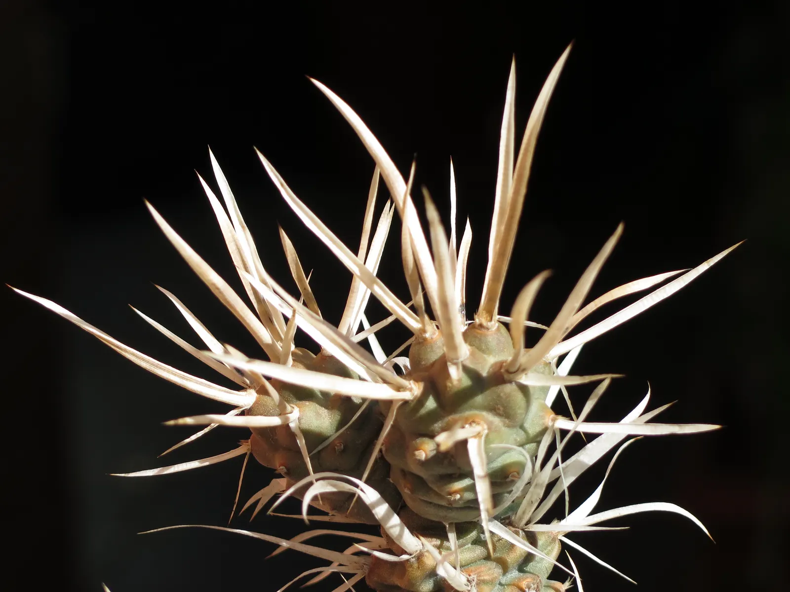 Paper Spine Cactus (Tephrocactus Articulatus) — Sphere-shaped segments grow up to 2 inches in diameter, detaching easily to propagate