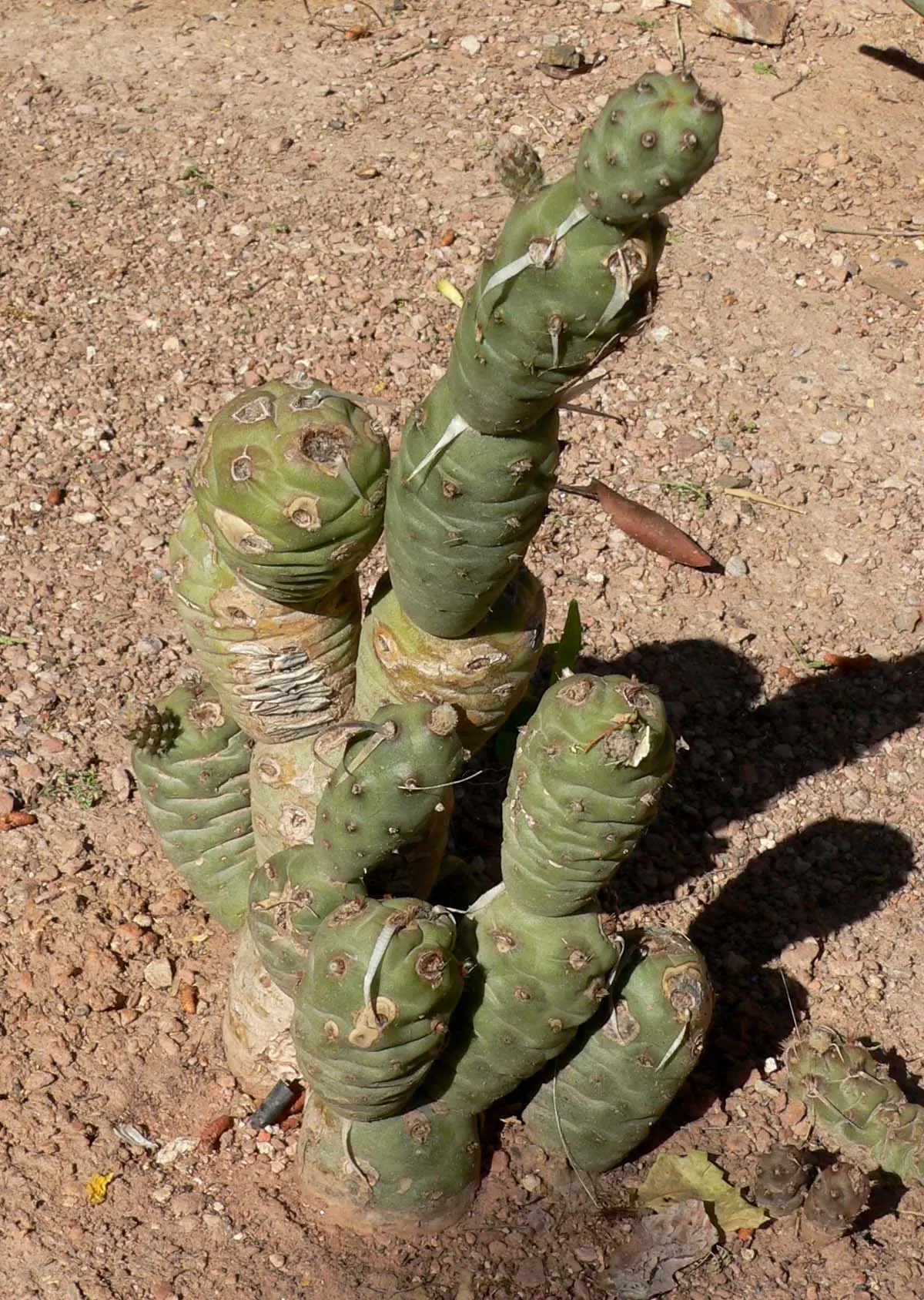 Paper Spine Cactus (Tephrocactus Articulatus) — white to pale yellow flowers
