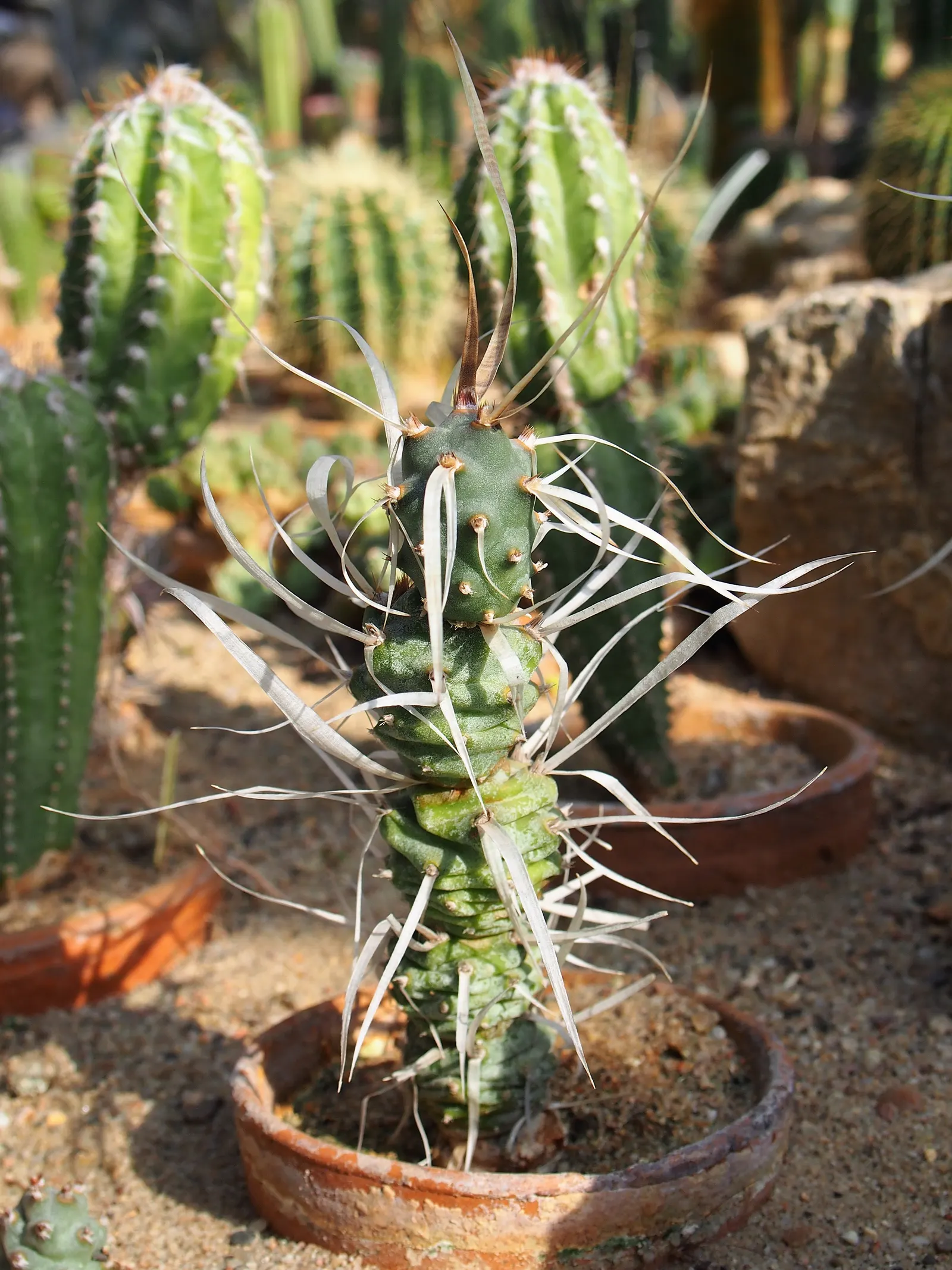 Paper Spine Cactus (Tephrocactus Articulatus) — This cactus is characterized by its segmented growth; and it thrives in zones 9-11