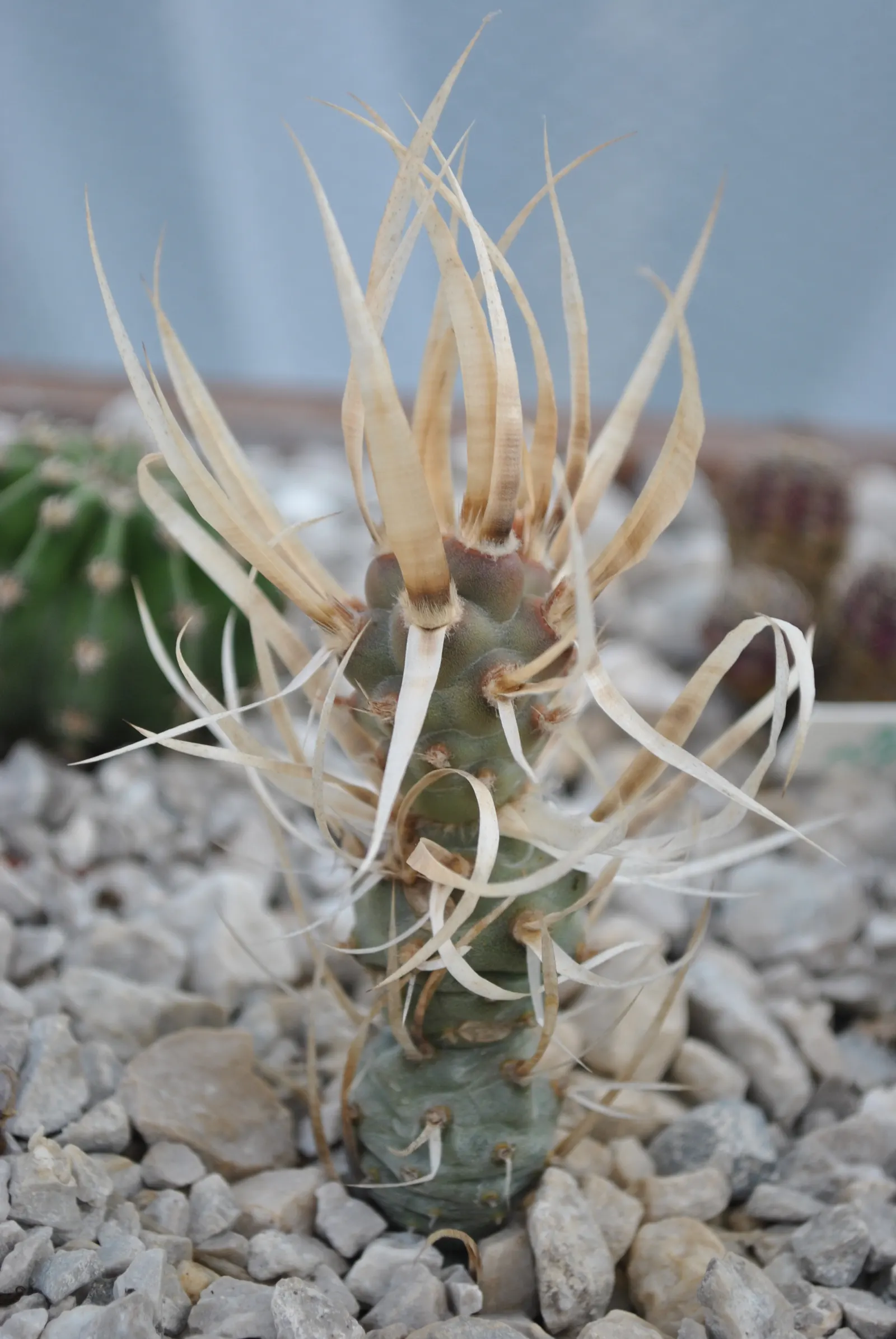 Paper Spine Cactus (Tephrocactus Articulatus) — with each cylindrical stem segment typically measuring about 1 to 2 inches in diameter