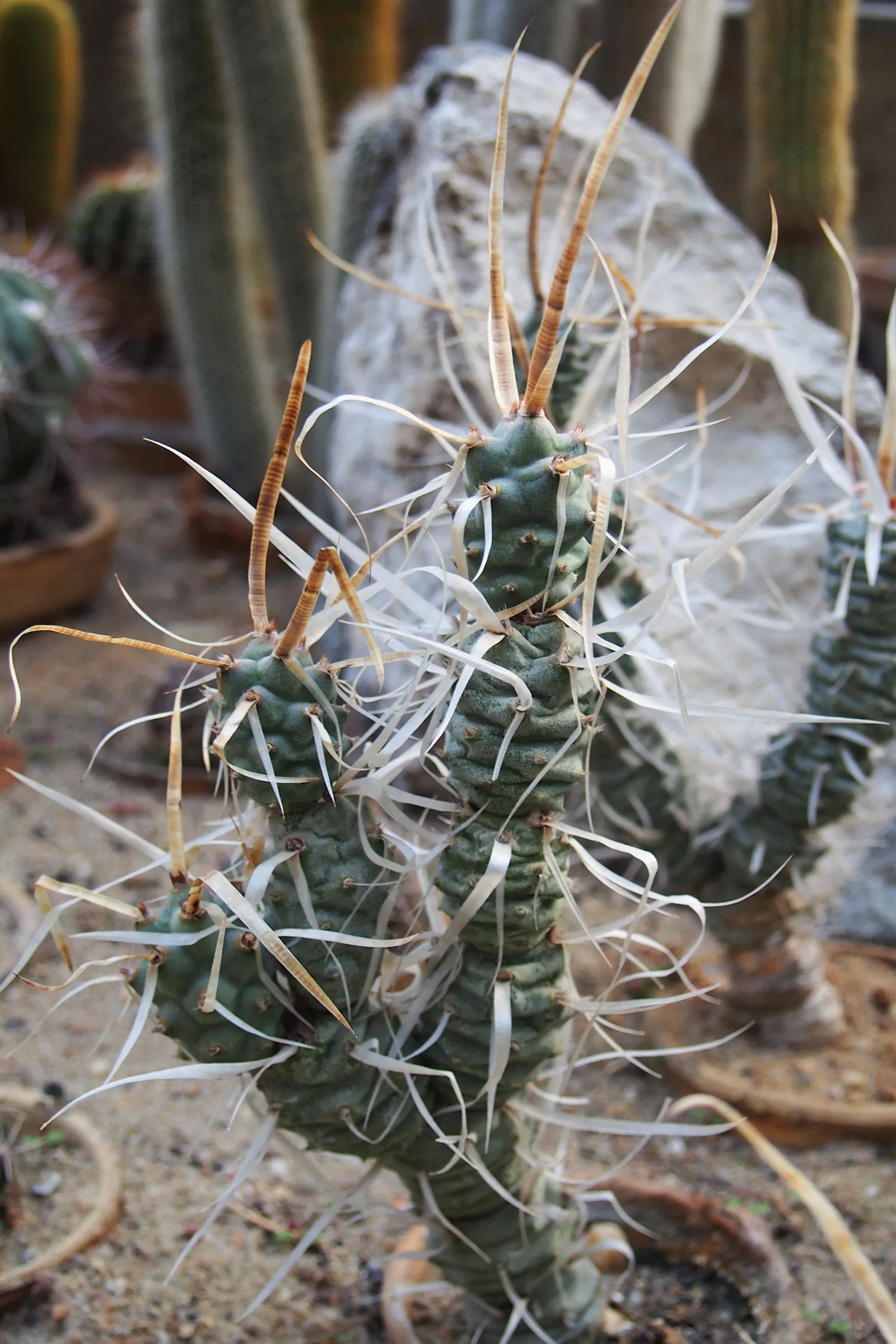Paper Spine Cactus (Tephrocactus Articulatus) — presents a distinctive addition to any arid landscape design; adding seasonal interest to landscapes