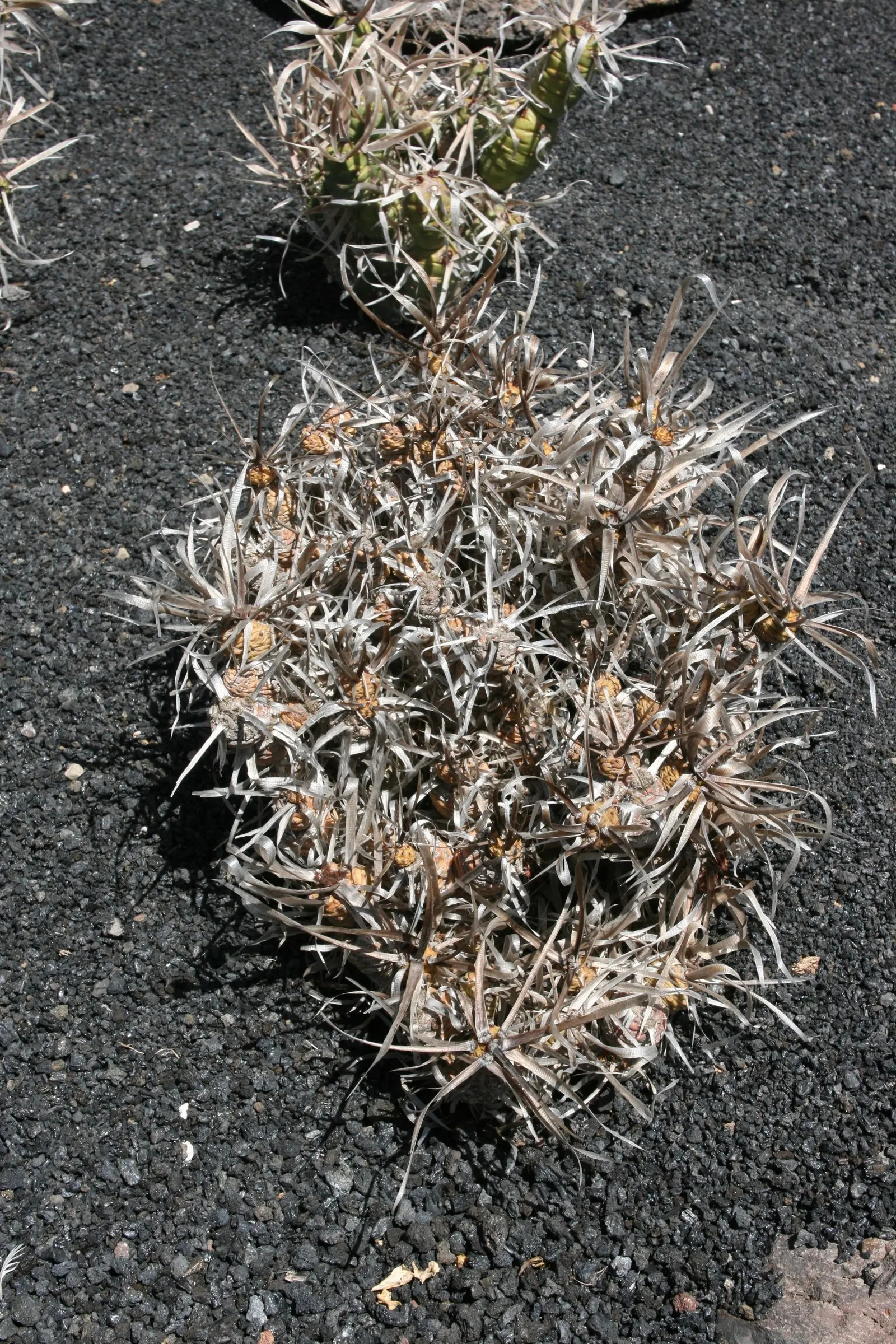 Paper Spine Cactus (Tephrocactus Articulatus) — offering a blend of textural interest and adaptability; inform your client of its easy maintenance requirements