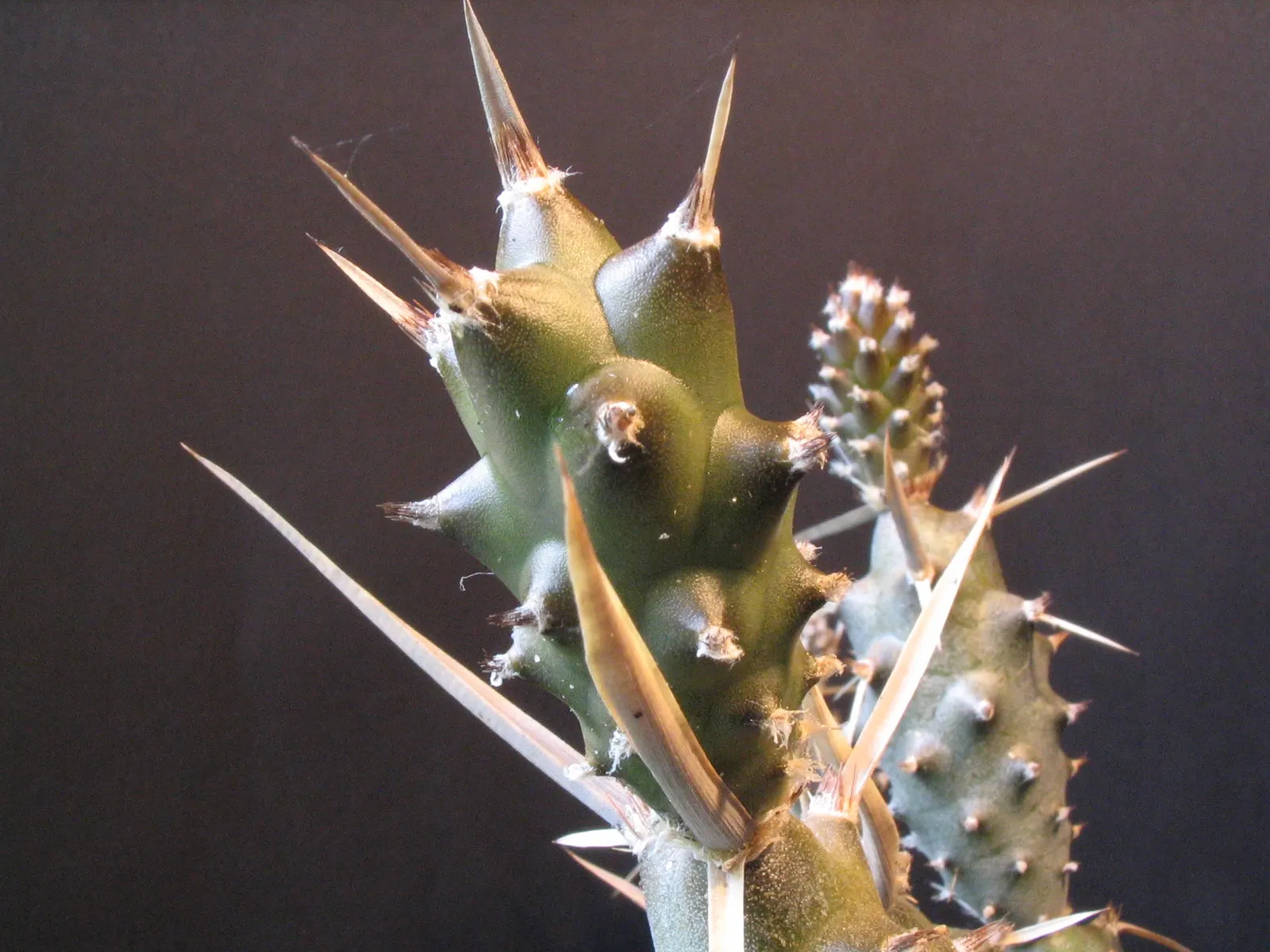 Paper Spine Cactus (Tephrocactus Articulatus) — Paper Spine Cactus (Tephrocactus articulatus) is a distinctive cluster-forming cactus