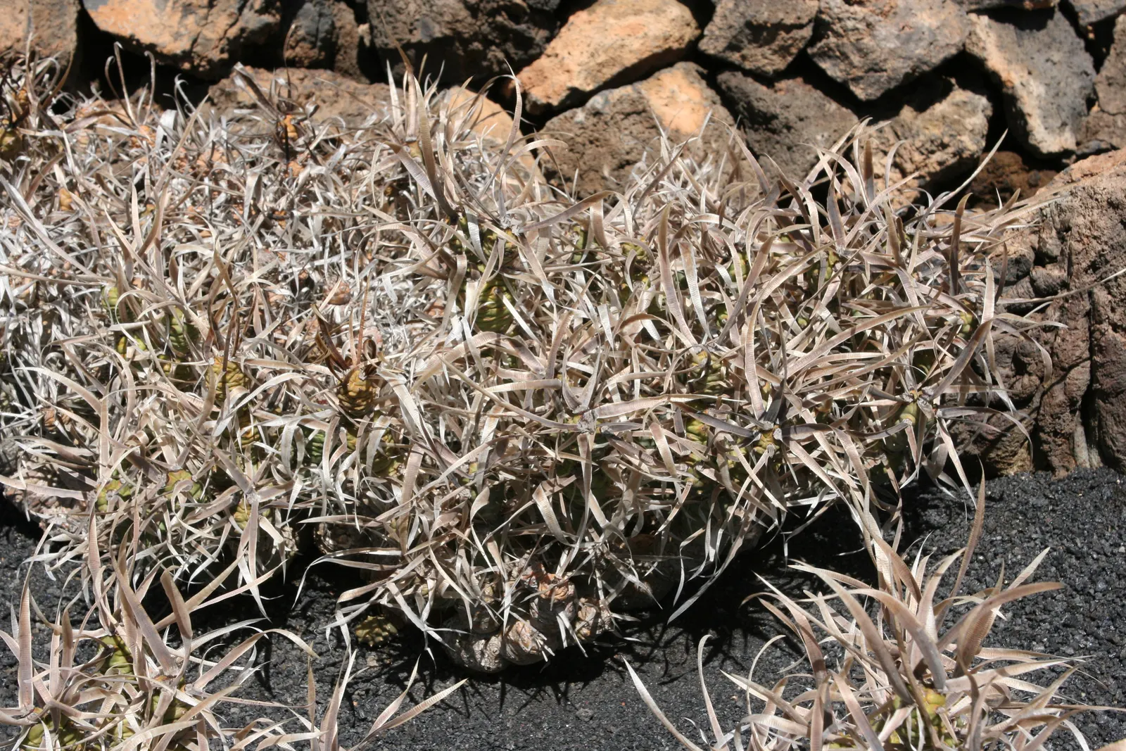 Paper Spine Cactus (Tephrocactus Articulatus) — It's an excellent choice for rock gardens or containers, adding texture and interest with minimal, image 37