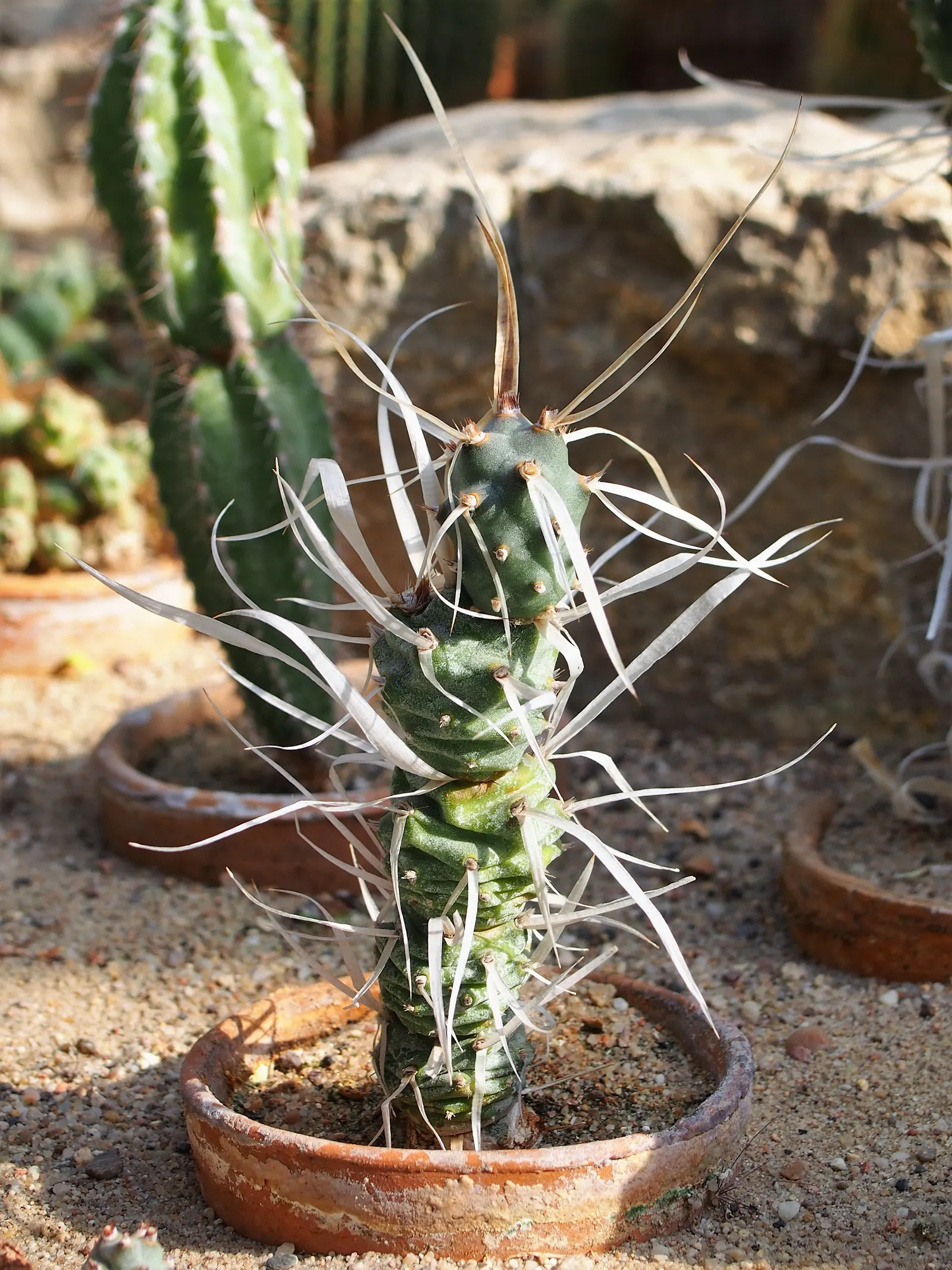 Paper Spine Cactus (Tephrocactus Articulatus) — This drought-tolerant cactus prefers well-draining soil