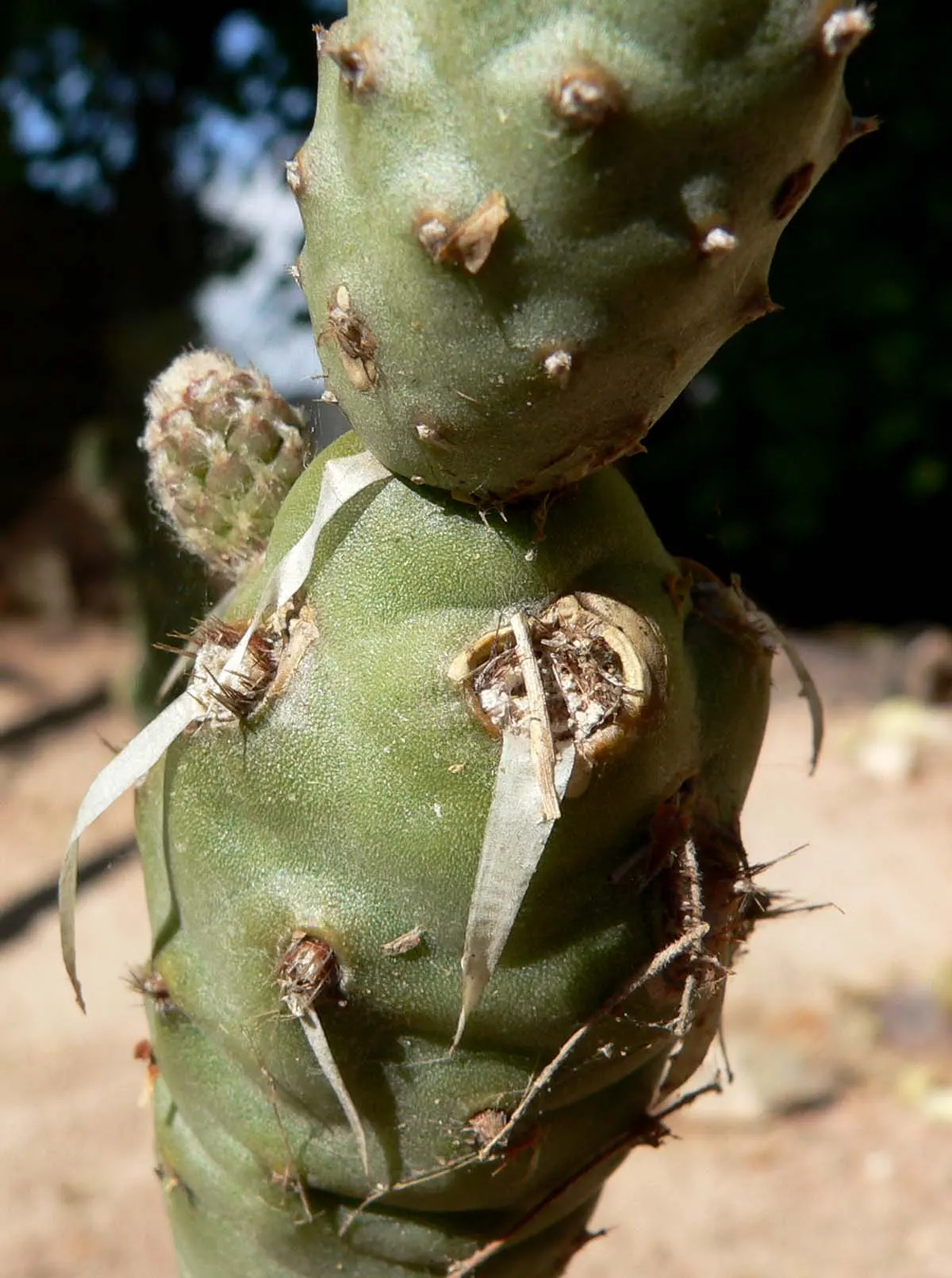 Paper Spine Cactus (Tephrocactus Articulatus) — The plant exhibits a pale green to blue-green hue