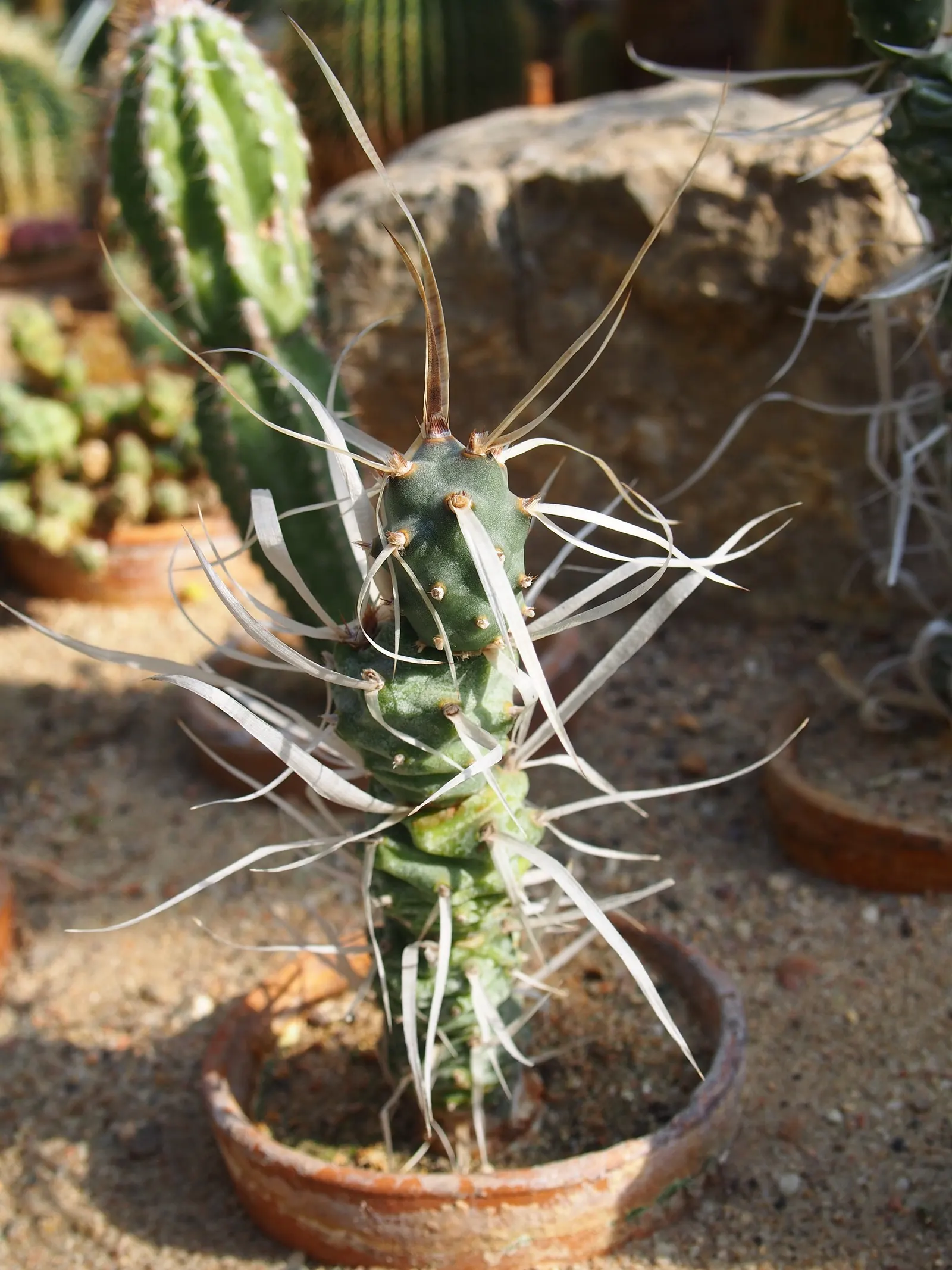 Paper Spine Cactus (Tephrocactus Articulatus) — <br><br>Paper Spine Cacti are adorned with peculiar; sphere-shaped segments grow up to 2 inches in diameter
