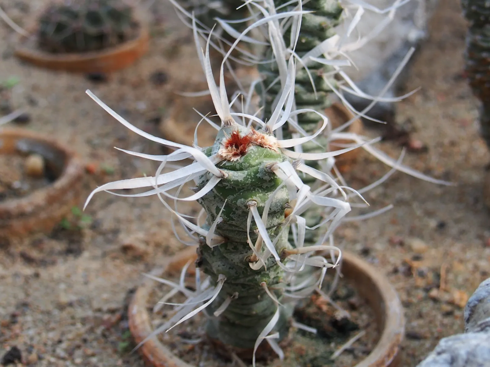 Paper Spine Cactus (Tephrocactus Articulatus) — These spines, despite their delicate appearance, form a protective barrier for the cactus, image 47