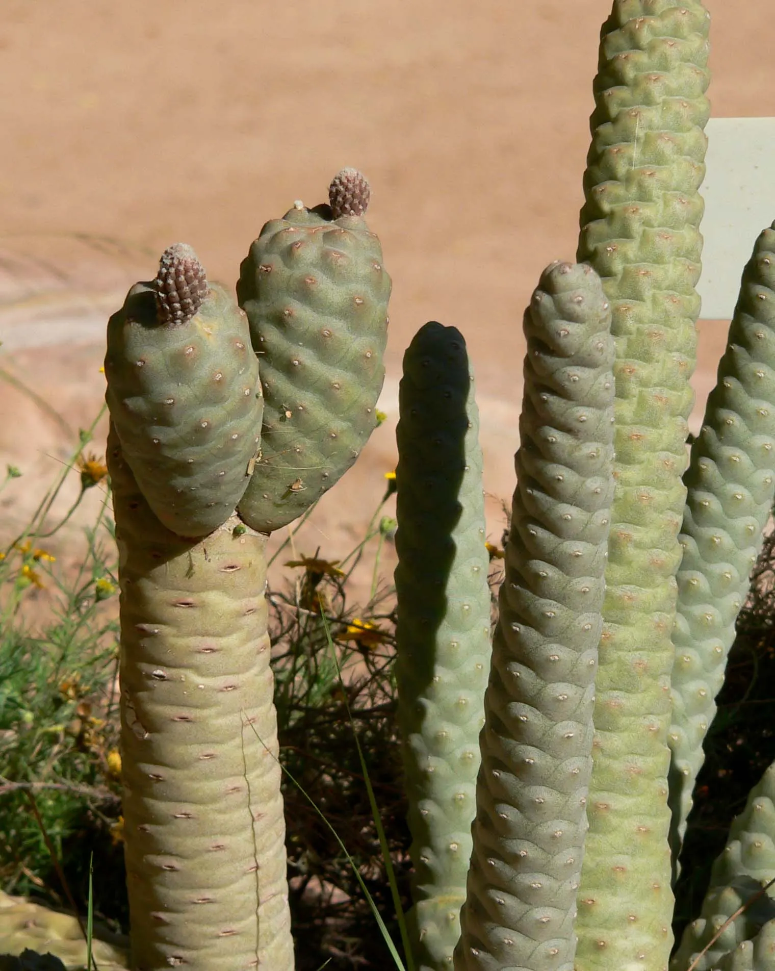 Paper Spine Cactus (Tephrocactus Articulatus) — Inform your client of its easy maintenance requirements and unique appearance