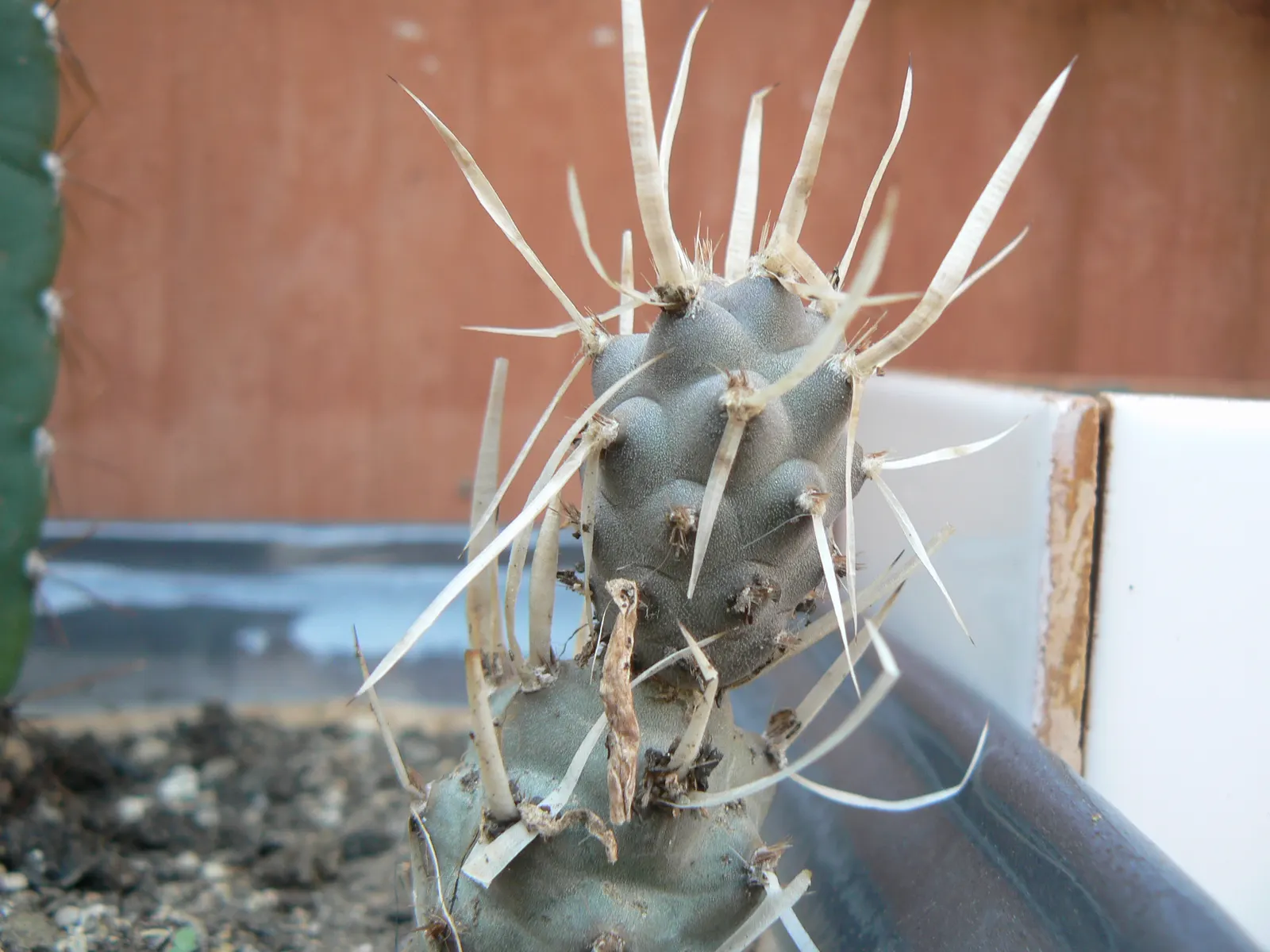 Paper Spine Cactus (Tephrocactus Articulatus) — and flourishes under full sun to partial shade conditions