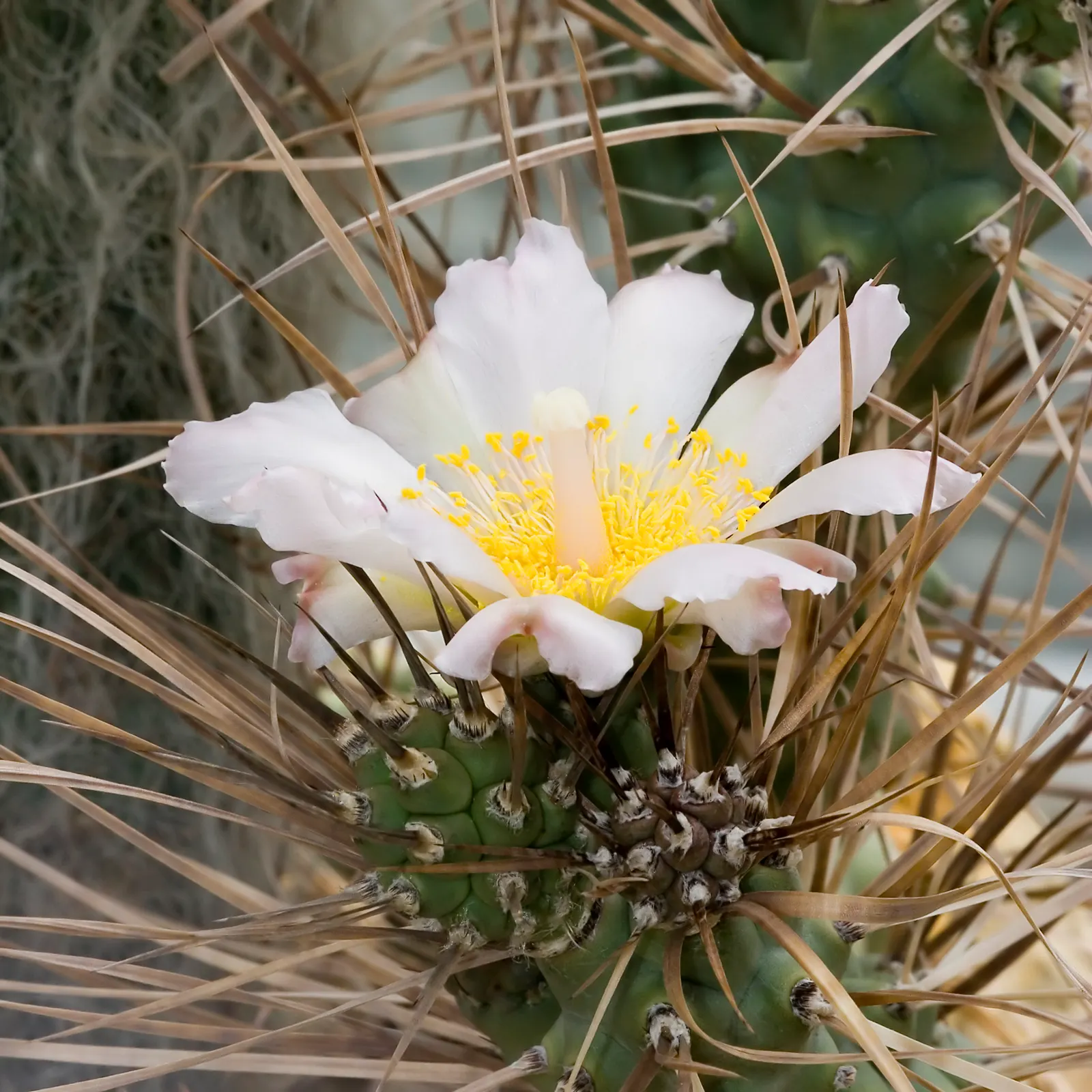 Paper Spine Cactus (Tephrocactus Articulatus) — Segments readily detach and contribute to this species' propagation; and flourishes under full sun to partial