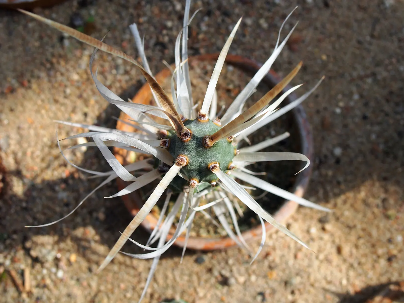 Paper Spine Cactus (Tephrocactus Articulatus) — and it thrives in zones 9-11; paper Spine Cactus (Tephrocactus articulatus) is a distinctive cluster-forming