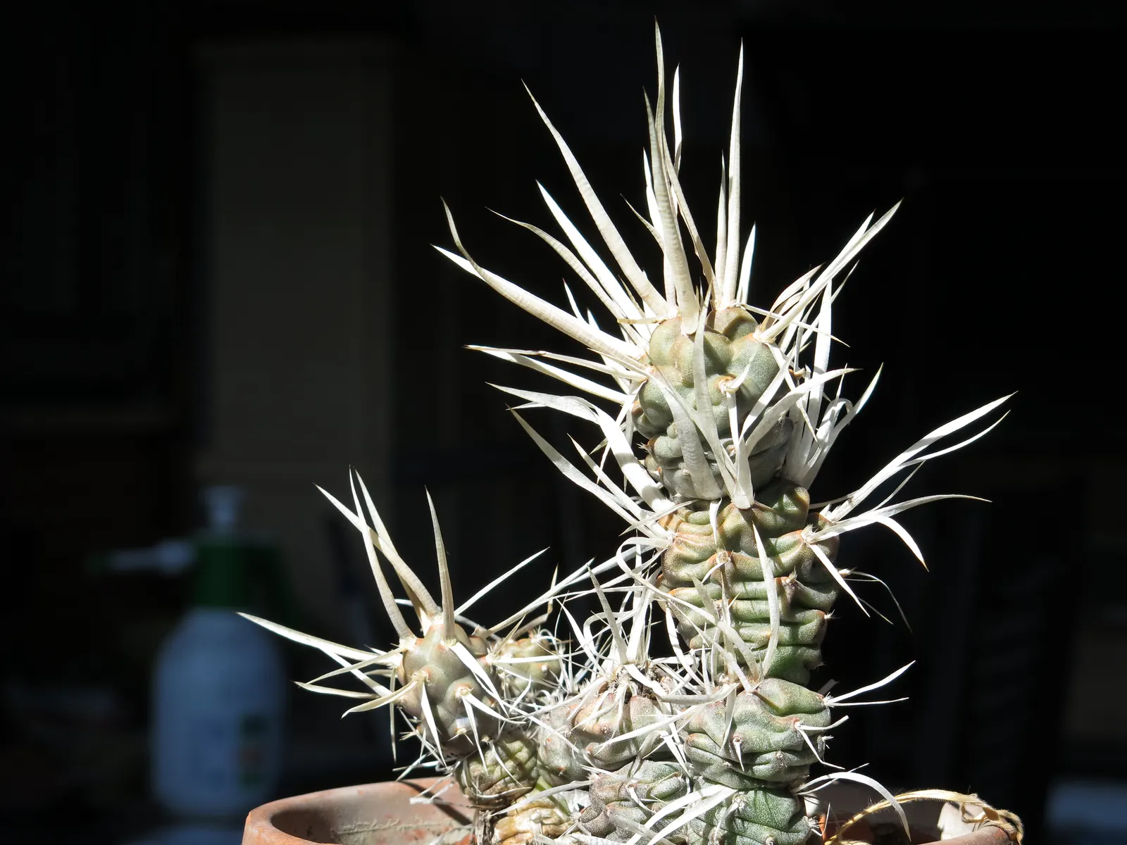 Paper Spine Cactus (Tephrocactus Articulatus) — which can grow up to approximately 1 inch long