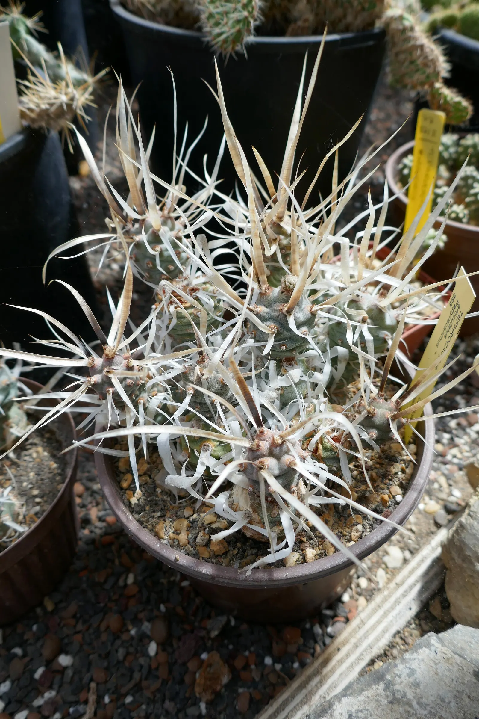 Paper Spine Cactus (Tephrocactus Articulatus) — making it an excellent candidate for water-conscious designs and xeriscaping